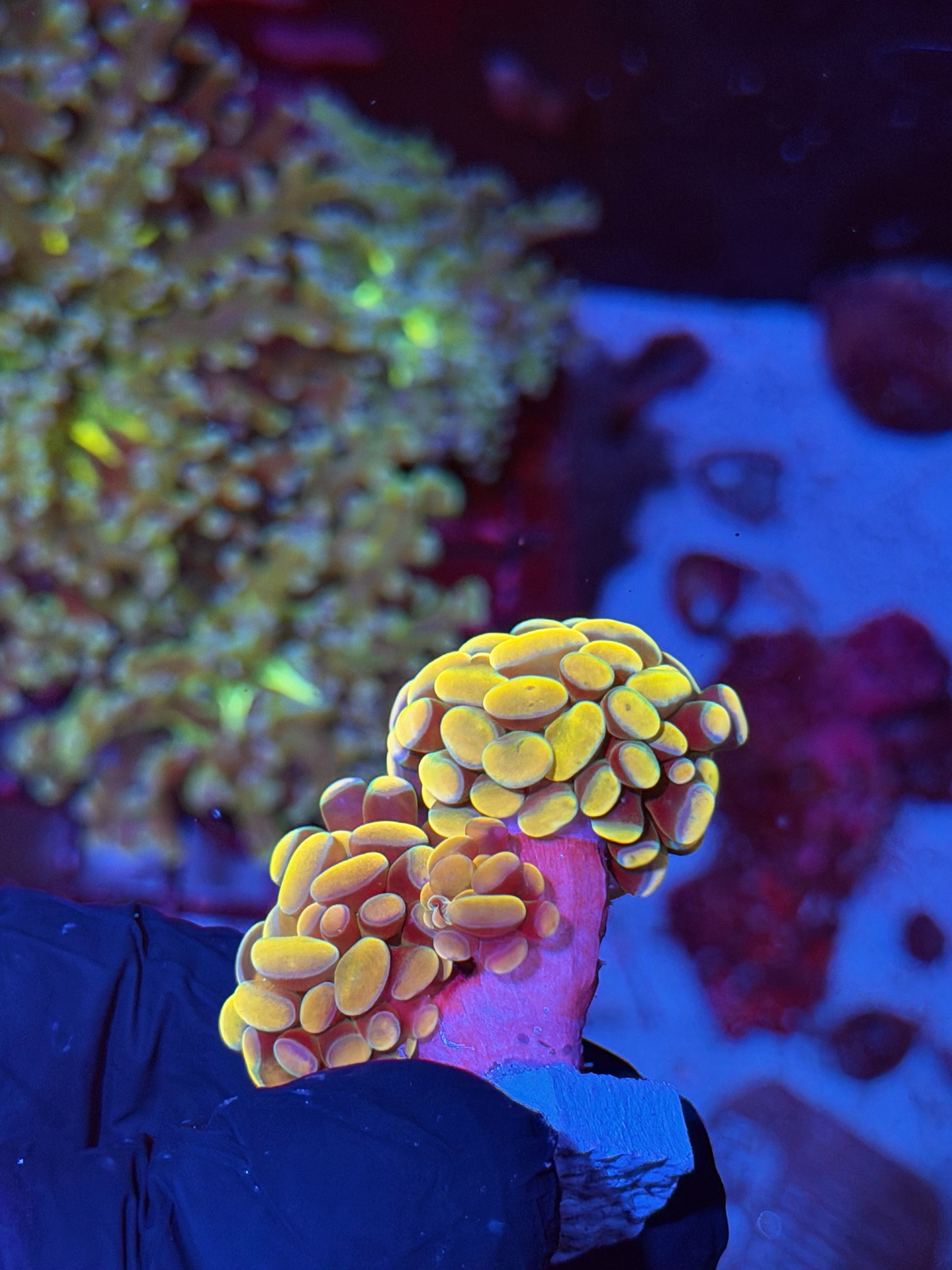 JEA Jellybean Hammer Coral 3 Heads