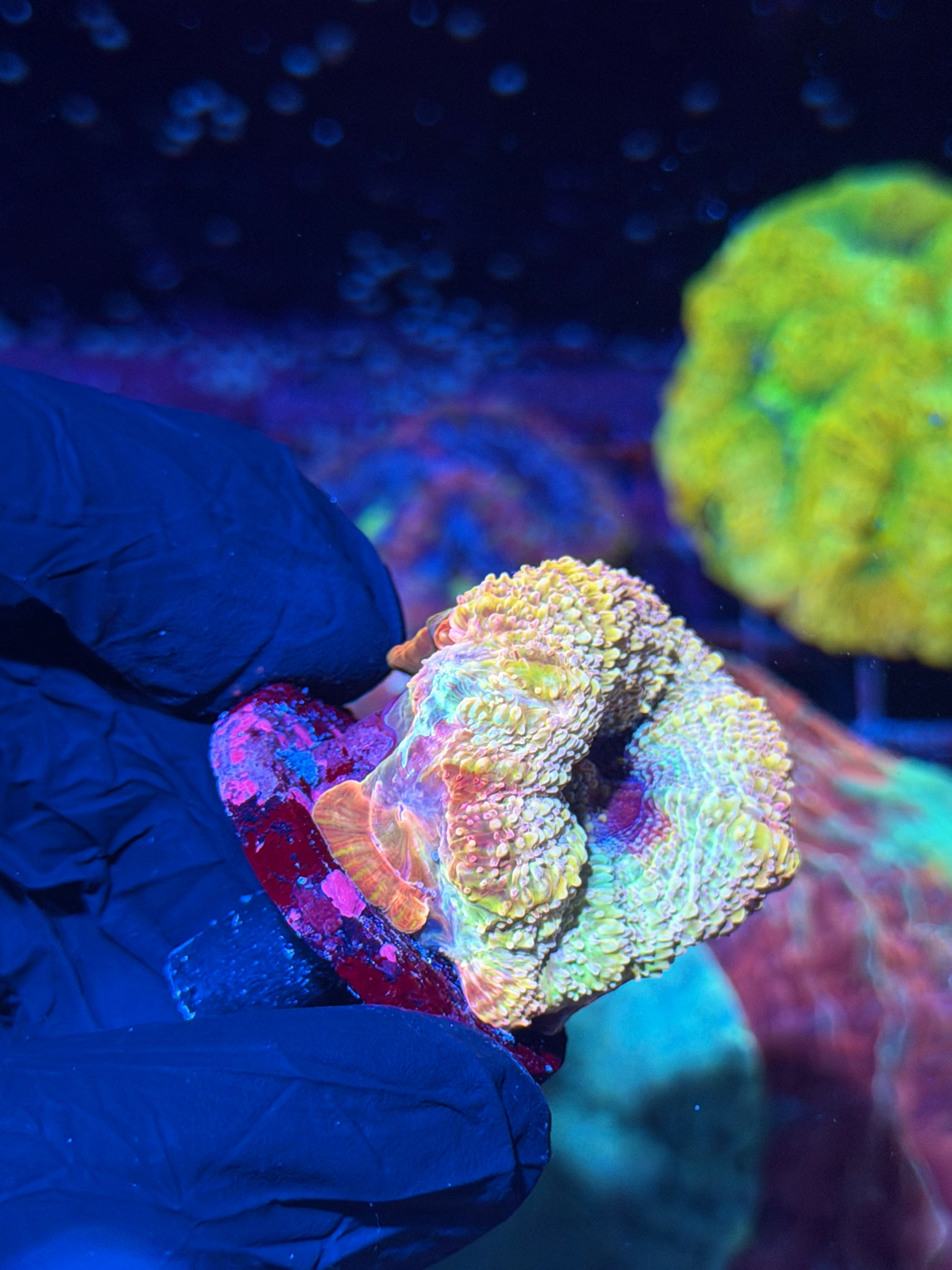 JEA Rainbow Supernova Acan Bowerbanki Coral 3-4 Heads XXL INSANE