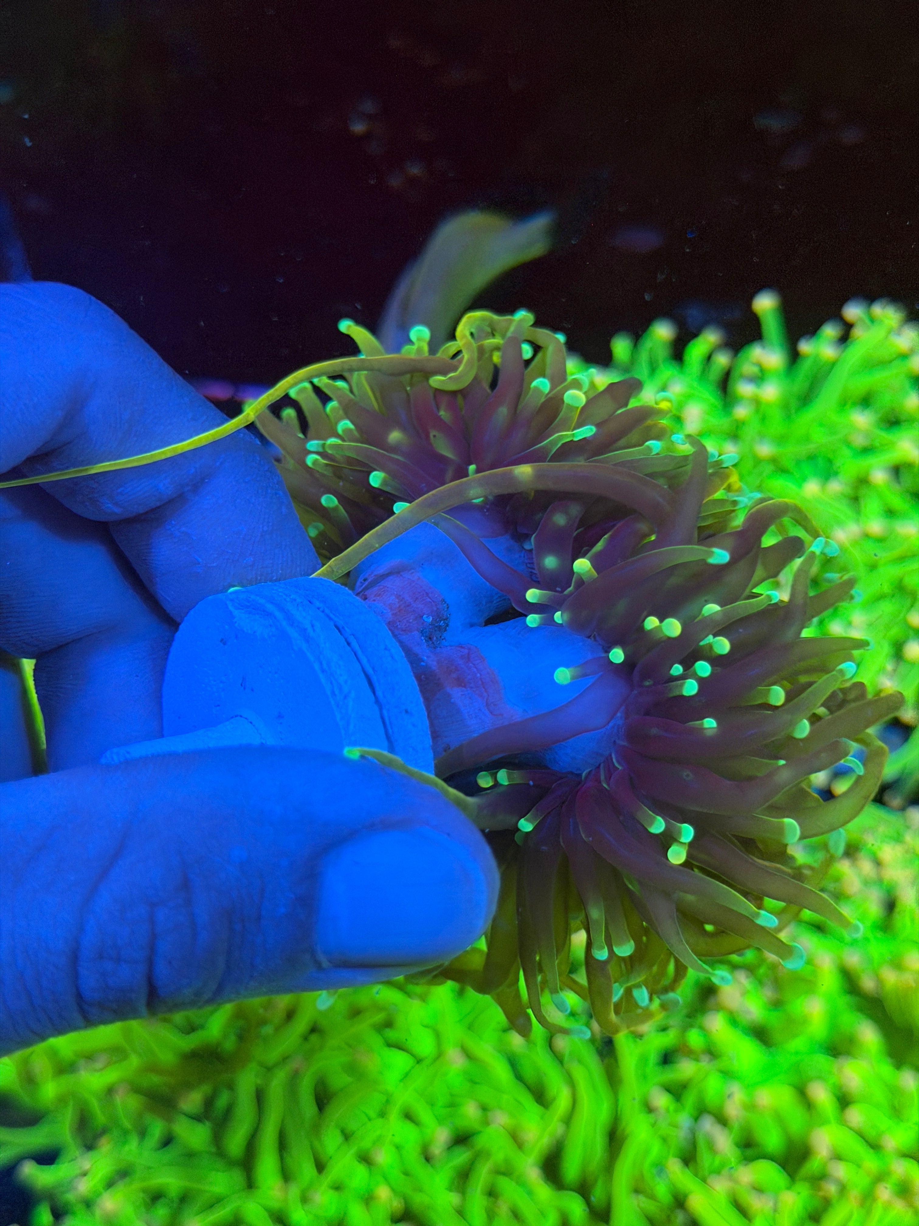JEA Dragon Fire Torch Coral Mini Colony XXXL 6/4