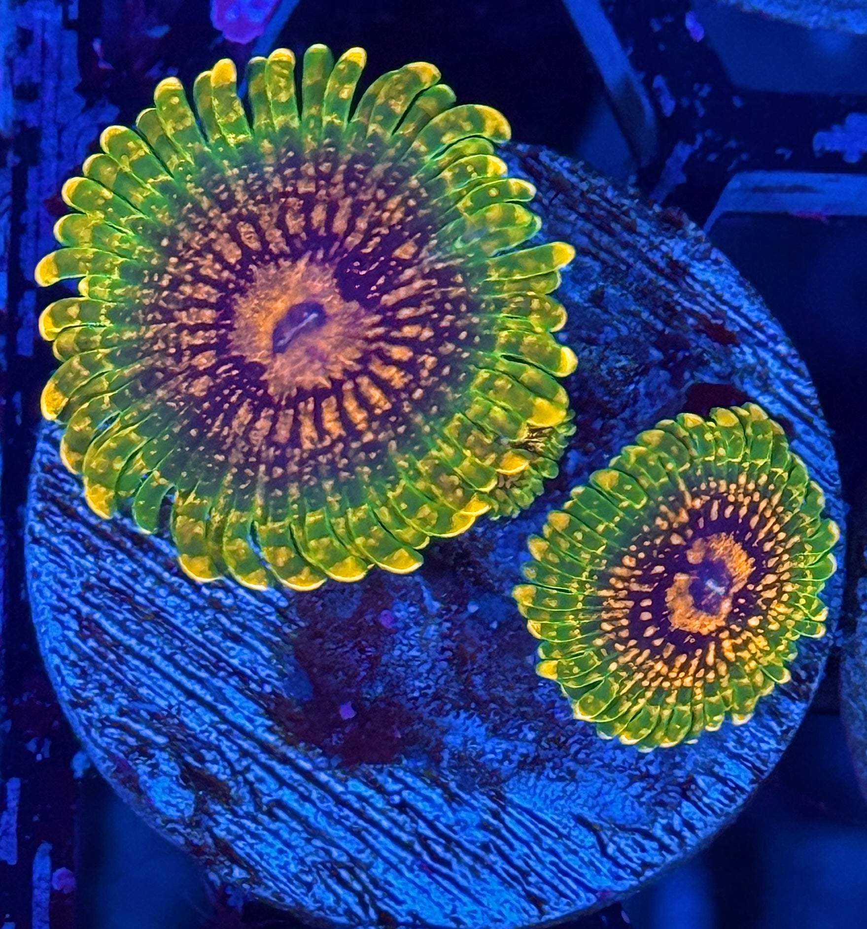 JEA GMK Grand Master Krakatoa Zoanthid Coral 2 XL Polyps