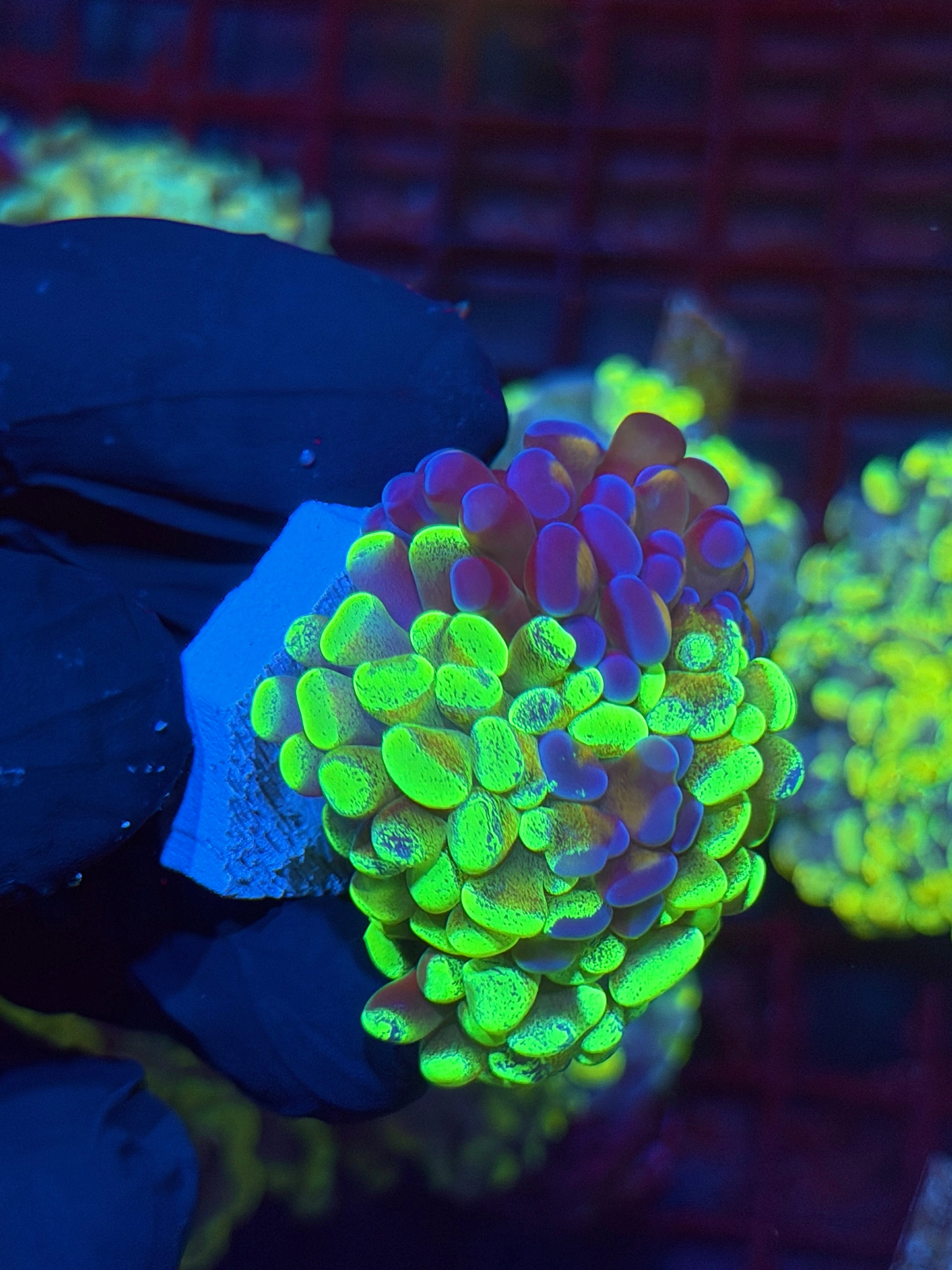 JEA Grafted Splatter Hammer Coral XXL 2 Heads Splitting