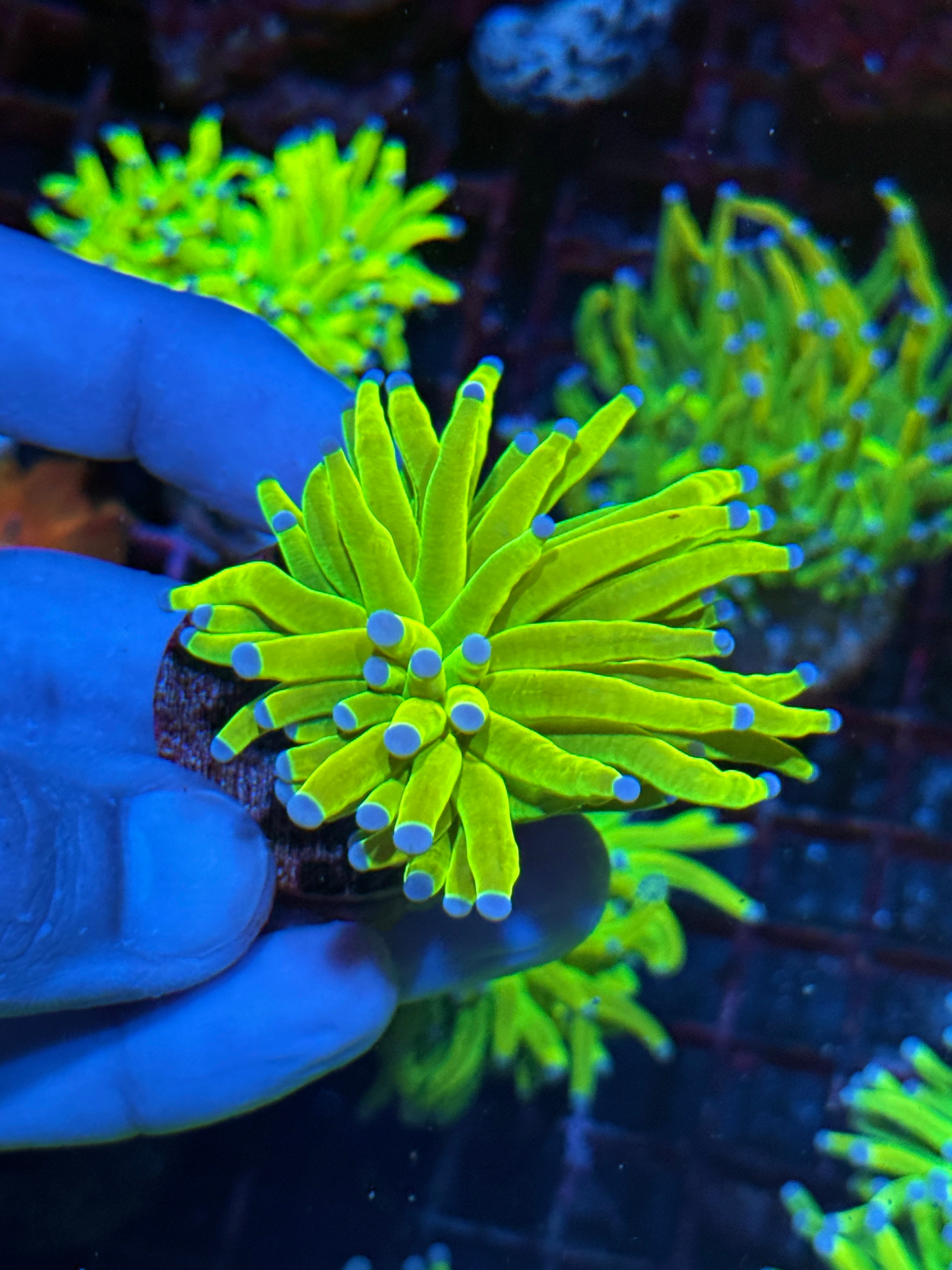 JEA Holy Grail Torch Coral 1 Head 10/5 10/12