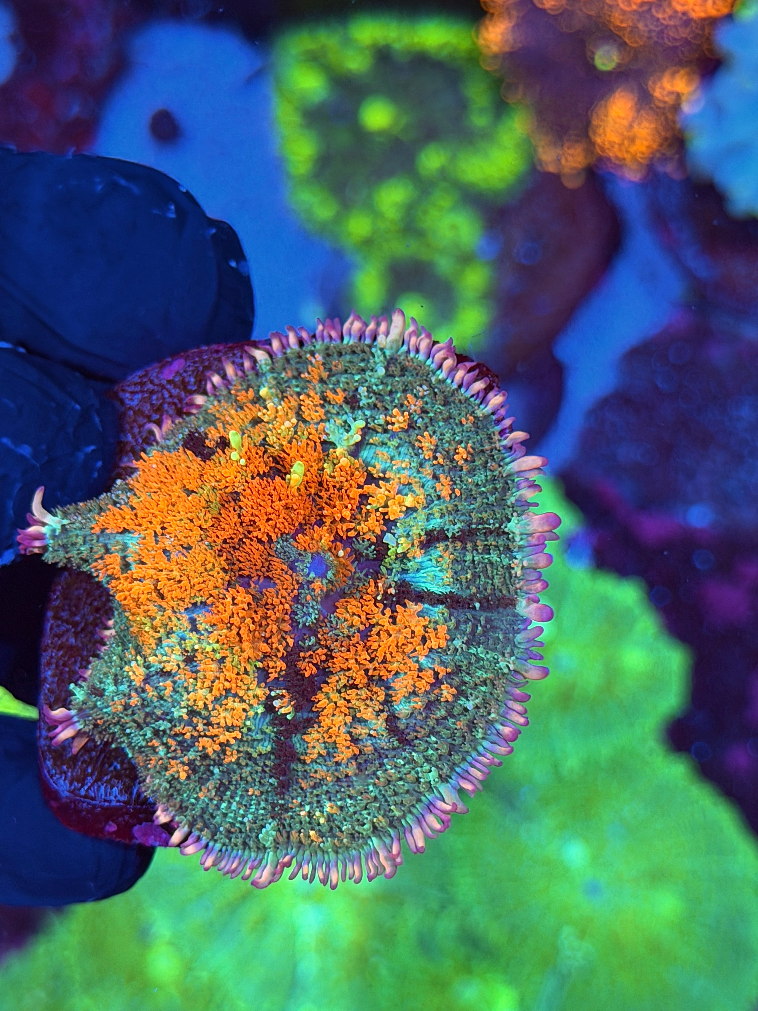 JEA Deathstroke Bounce Mushroom Coral XXL
