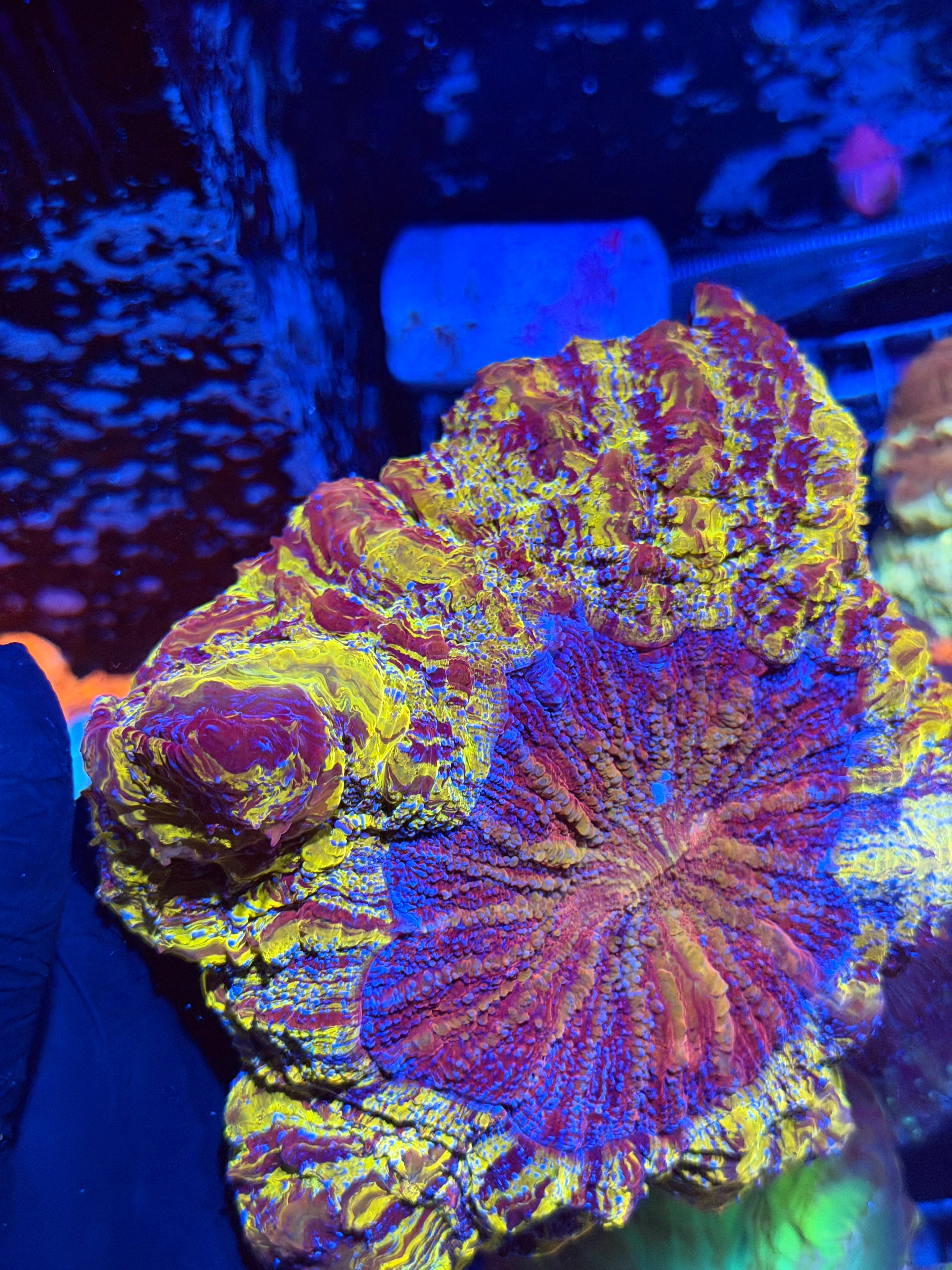 Insane Bright Yellow / Purple Striped Acanthophyllia Meat Coral XXL