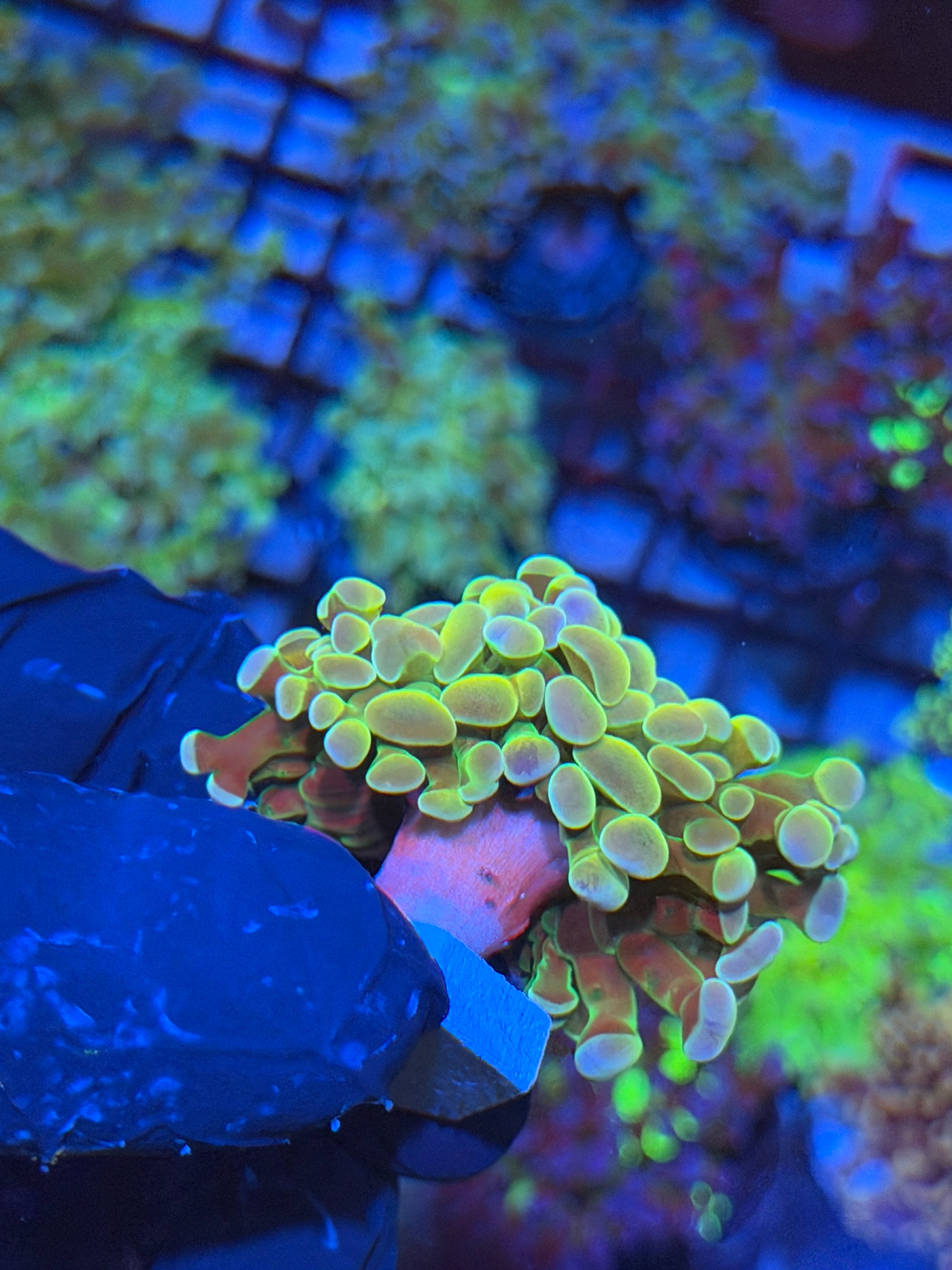 JEA Rainbow Dreams Hammer Coral 2 Heads Splitting XL 4/24