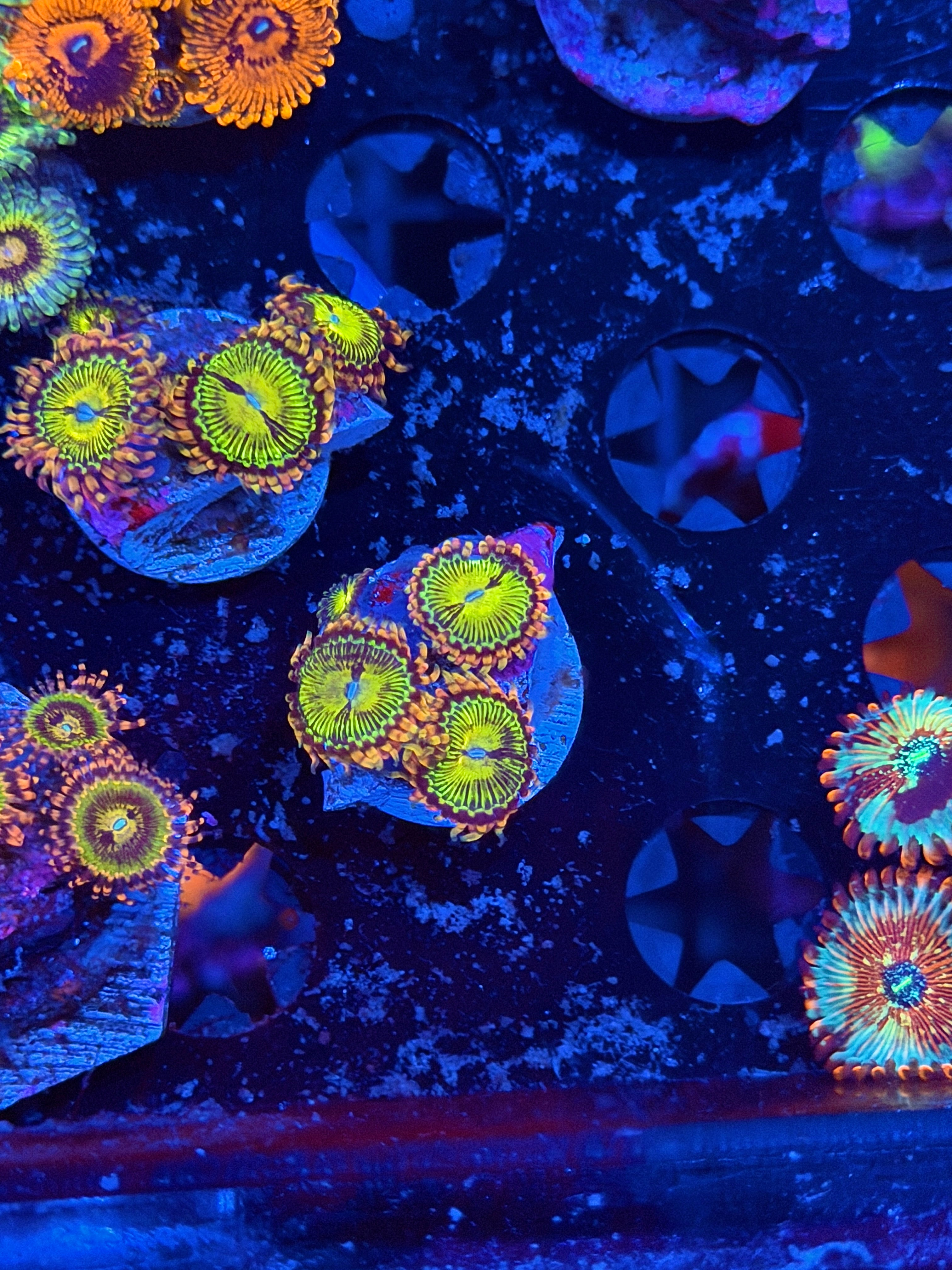 JEA Buttkisser Zoanthid Coral 4 Polyps