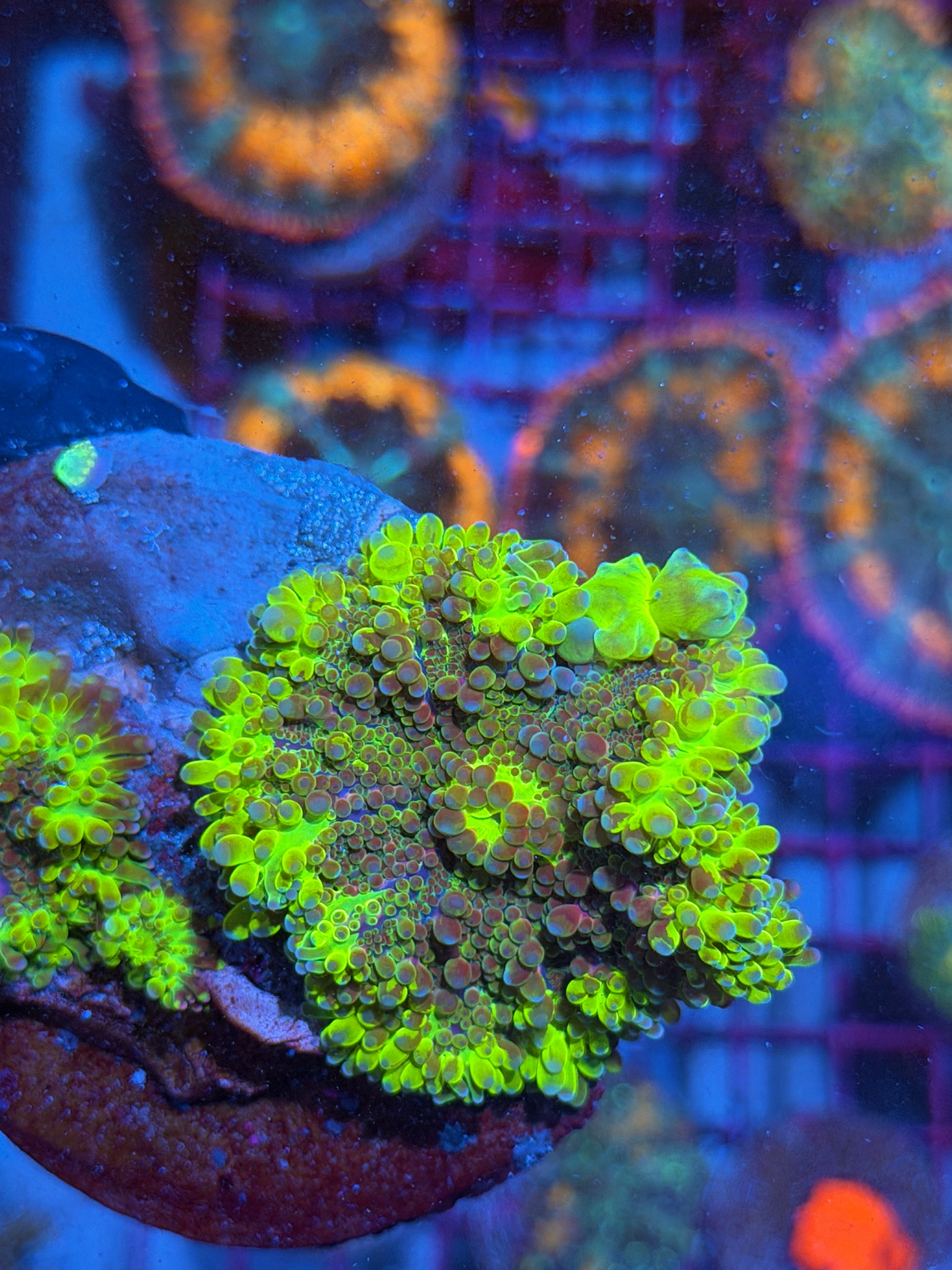 JEA Ectoplasm Bounce Yuma Mushroom Colony XXXL Insanely Bright