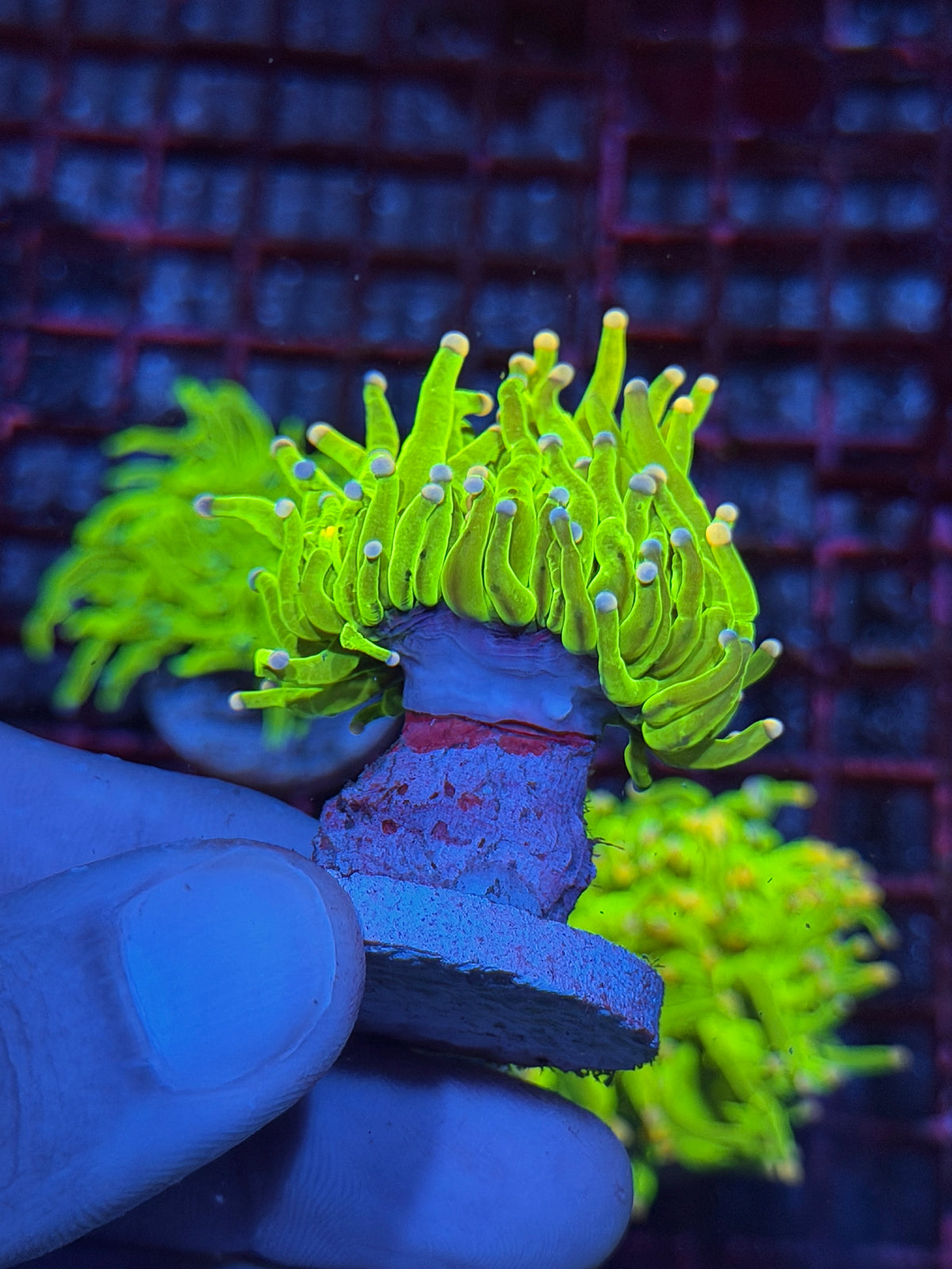 JEA Skittles Holy Grail Torch Coral 1 XL Head 10/10