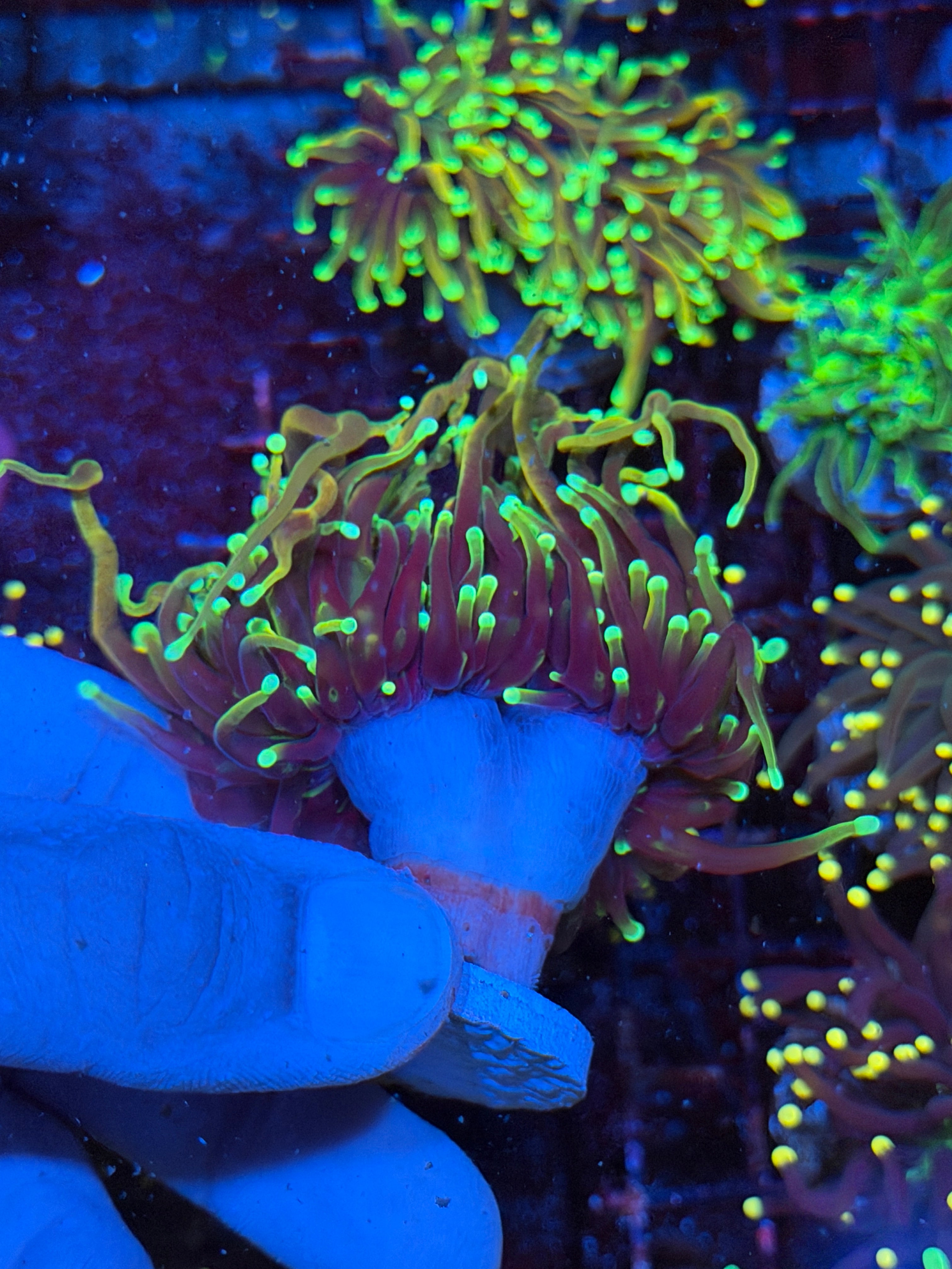 JEA 21 Tails Torch Coral 2 Heads XL