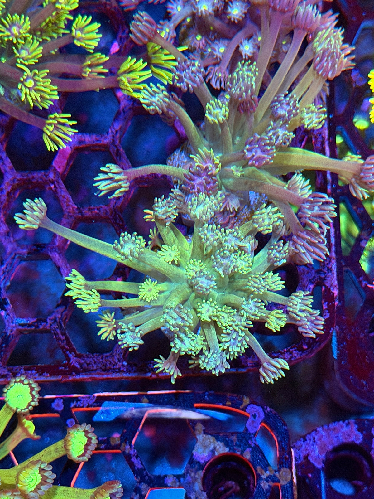 JEA Lightsaber Goniopora Coral