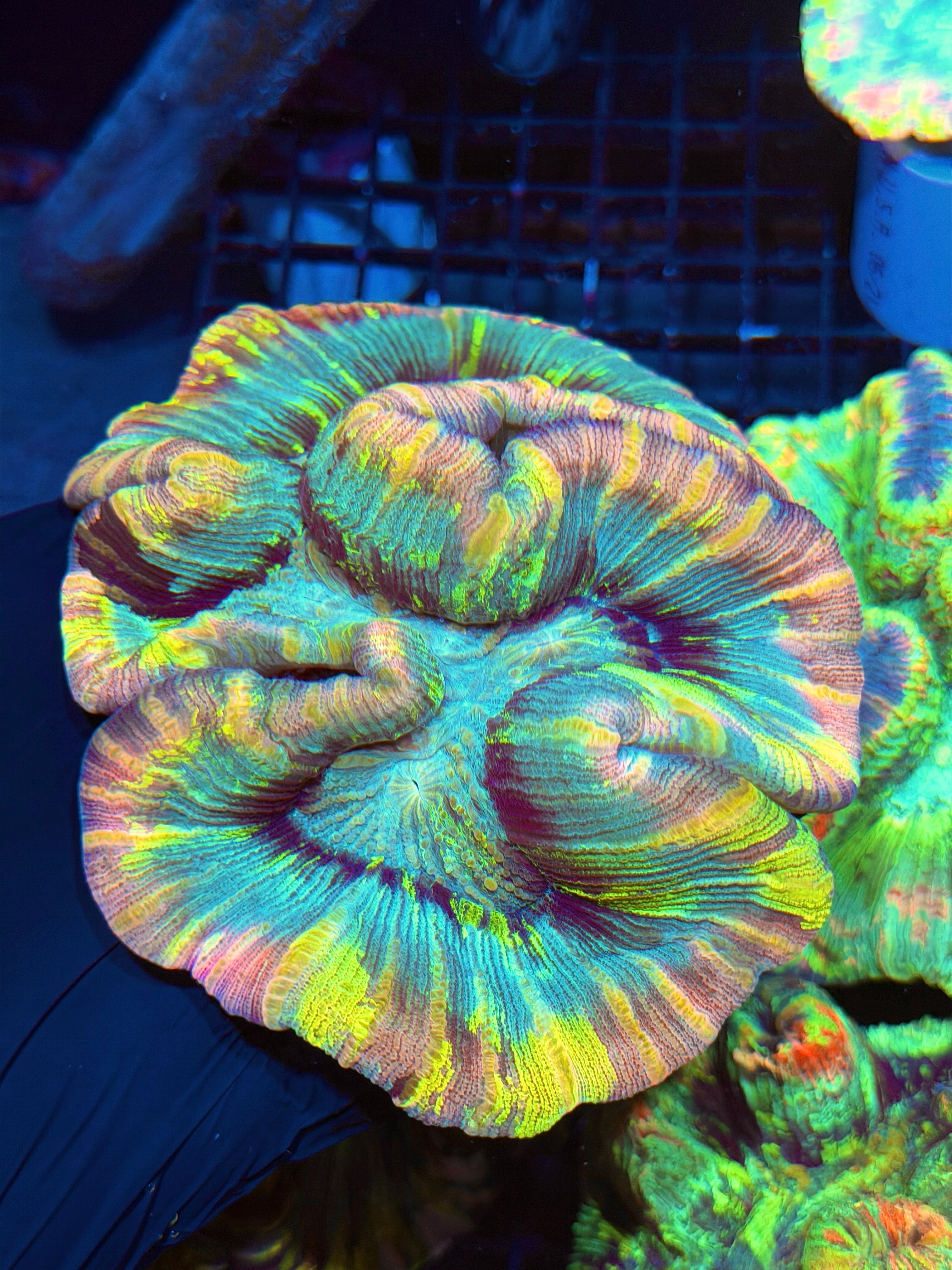 INSANE RAINBOW TIE DYE TRACHYPHYLLIA MEAT CORAL SHOW PIECE ONE OF A KIND 6/4