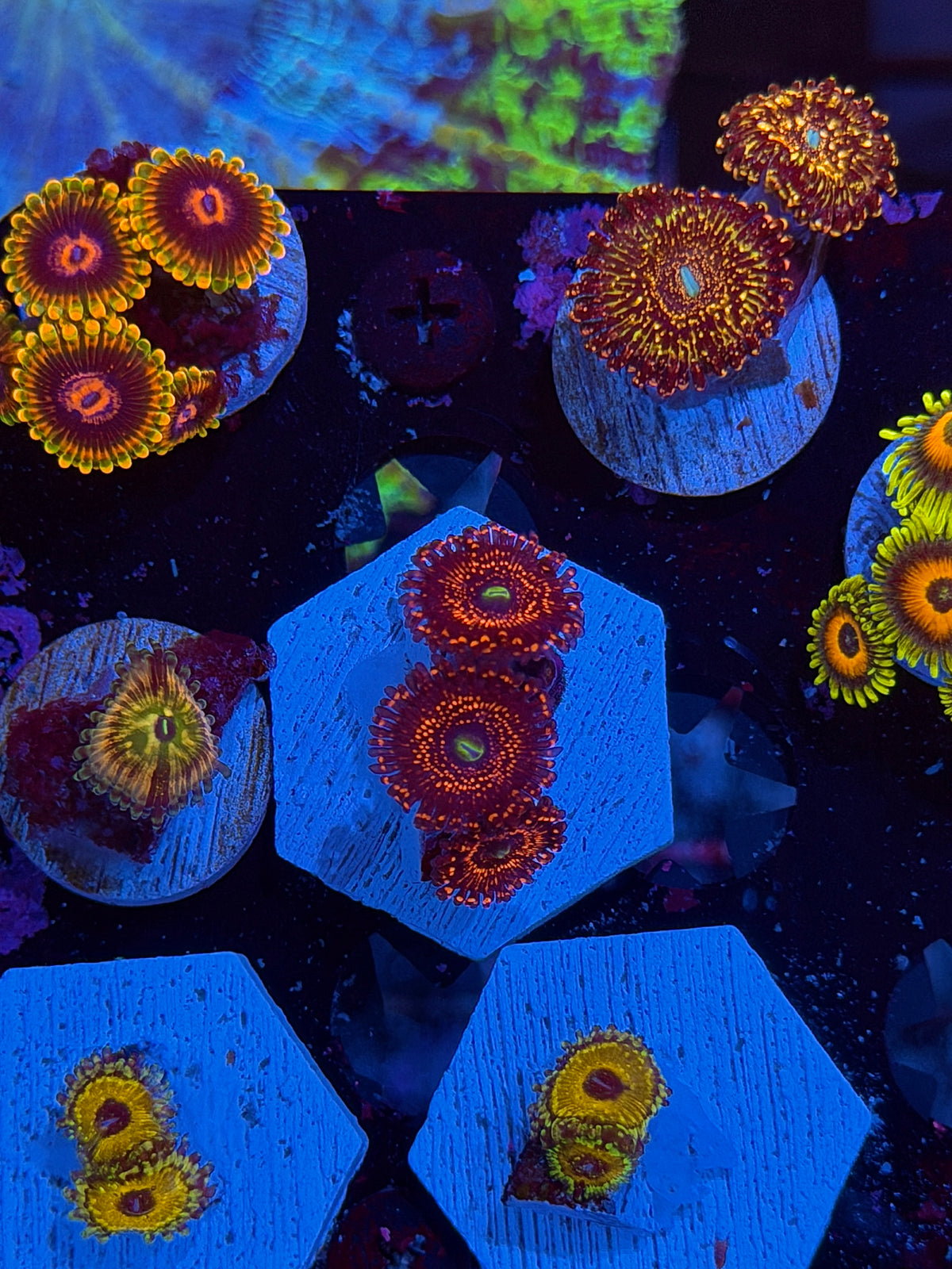 JEA Illuminati Zoanthid Coral 3 Polyps