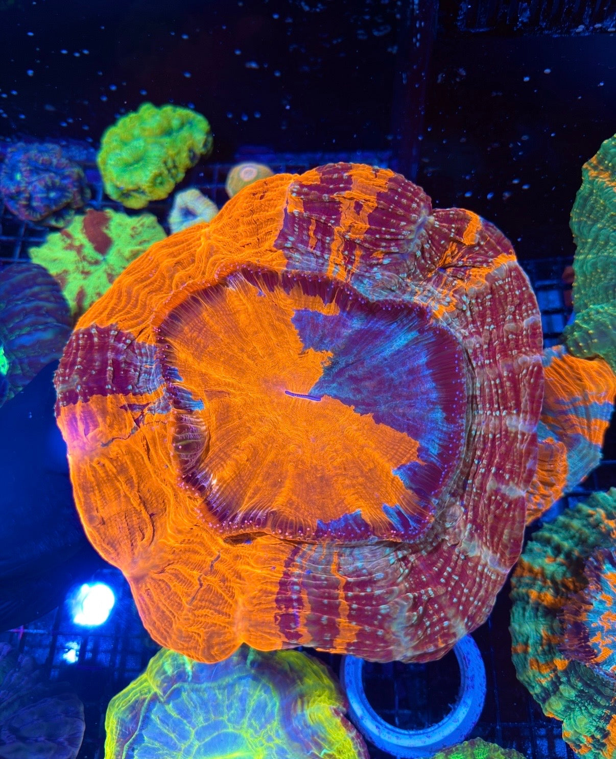 Insane 50/50 Split Acanthophyllia Meat Coral XXXL Show Piece