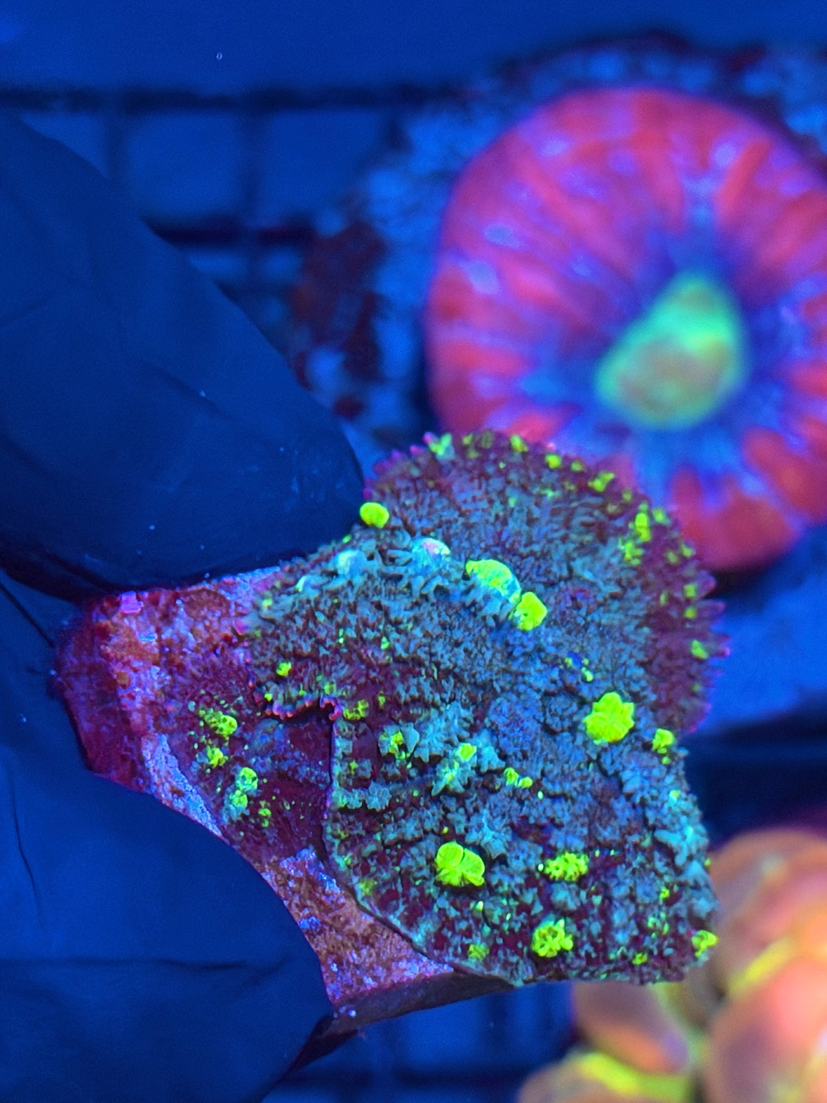 JEA Biohazard Bounce Mushroom Coral XL 9/28