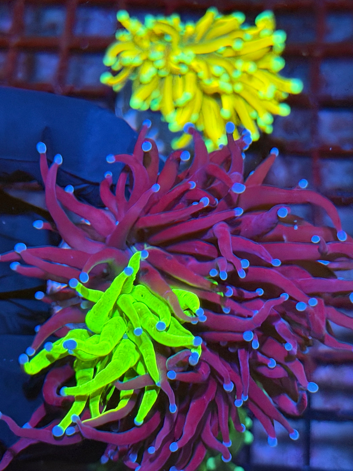JEA Grafted Holy Grail Torch Coral 1 XXL Head Splitting 9/22