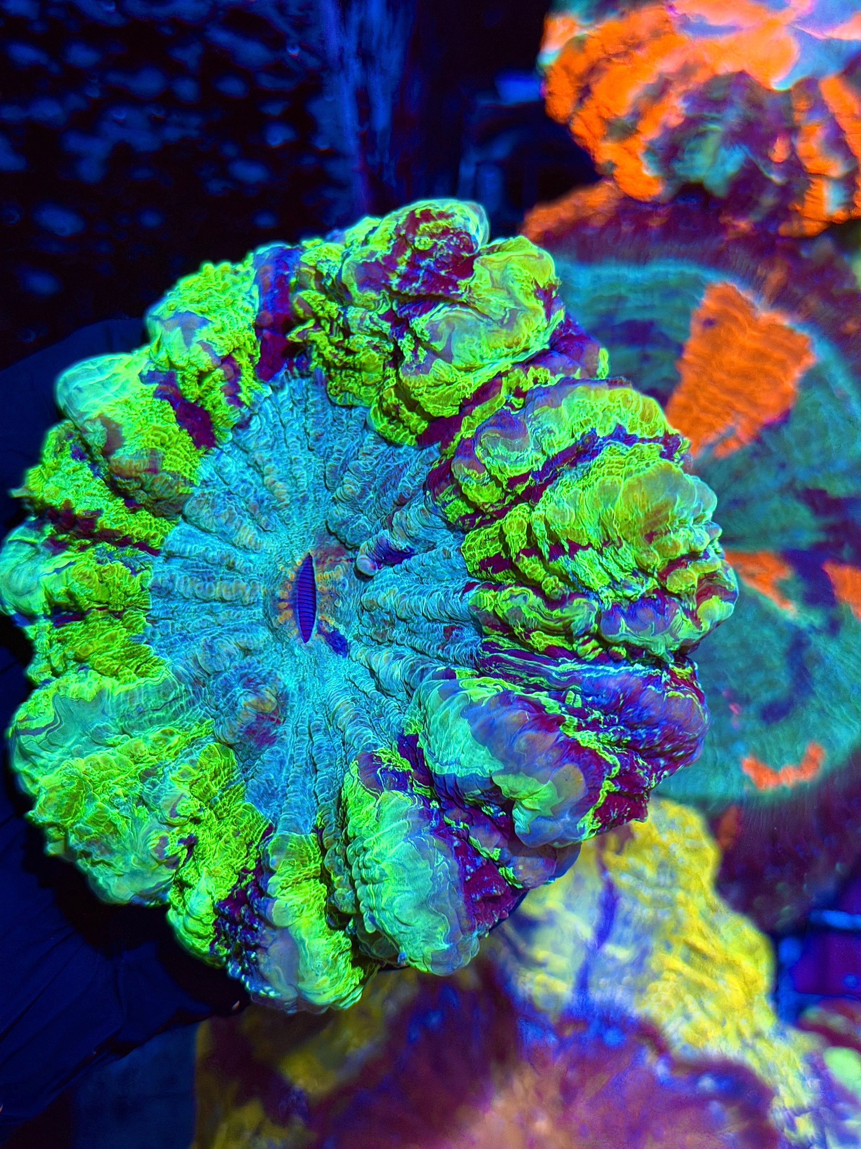 Insane Striped Acanthophyllia Meat Coral 6/3