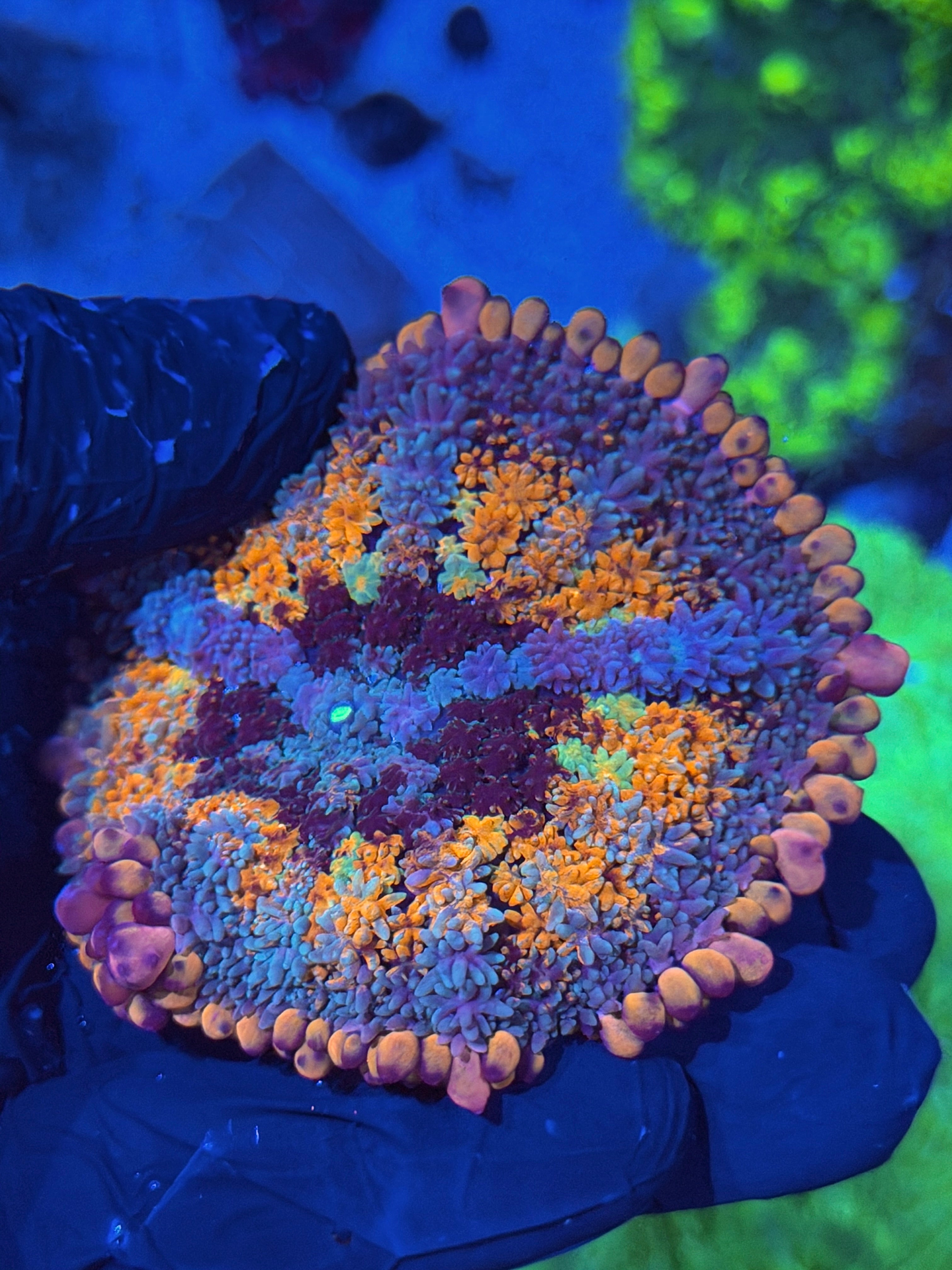 JEA Spellcaster Bounce Mushroom Coral XXXL