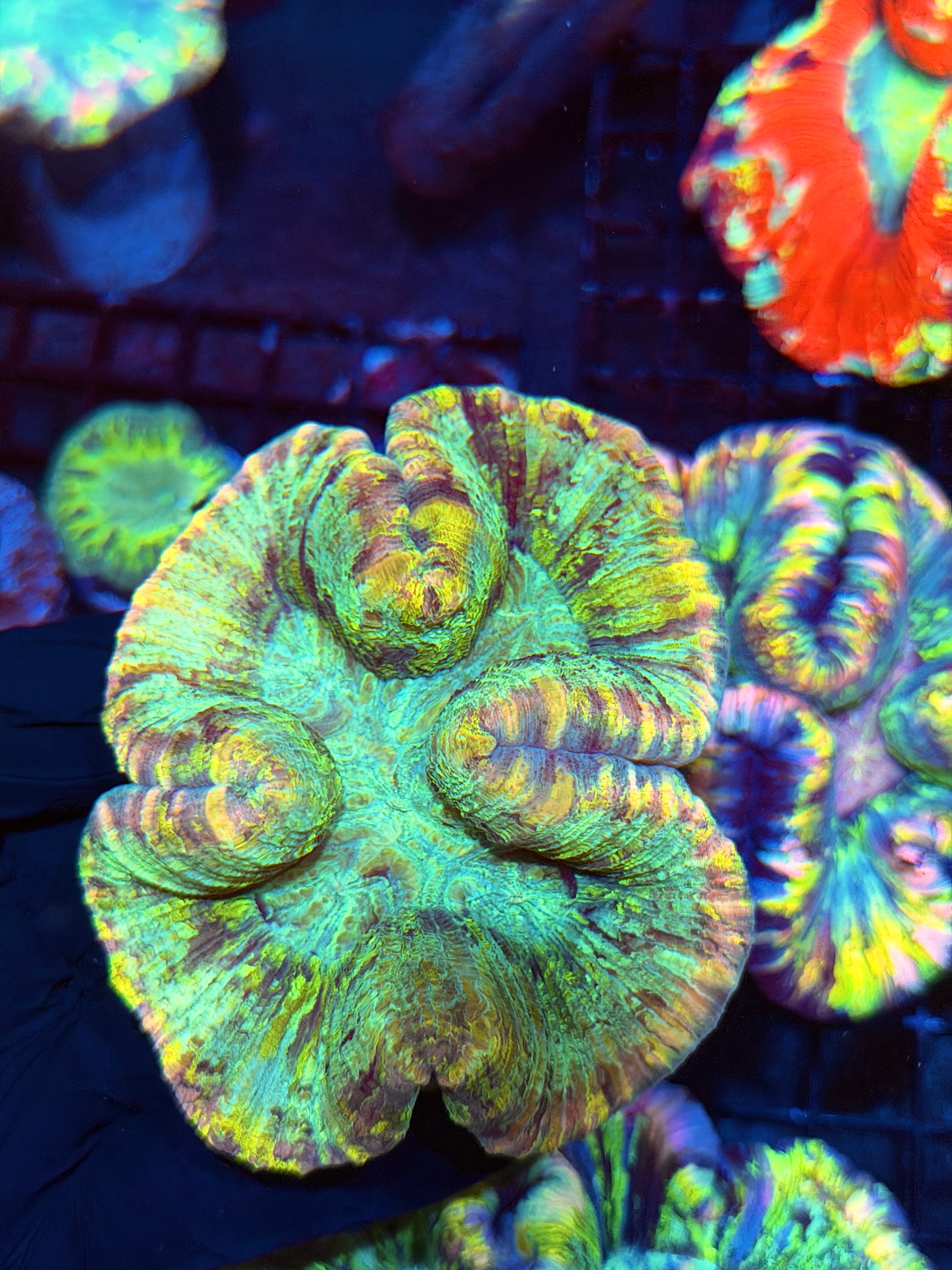 Multicolor Striped Trachyphyllia Meat Coral XL