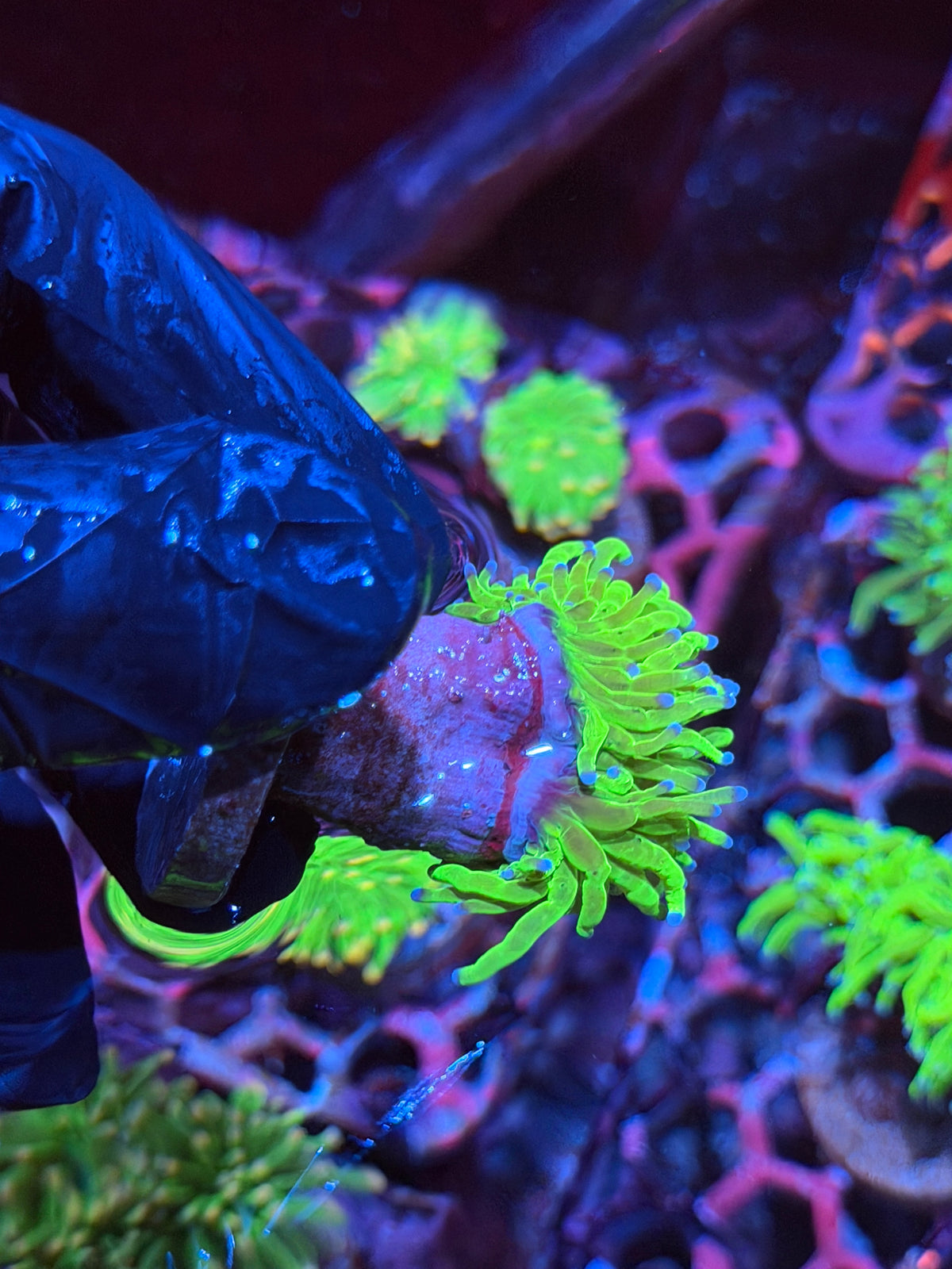 JEA Holy Grail Torch Coral 1 XL Head 9/21
