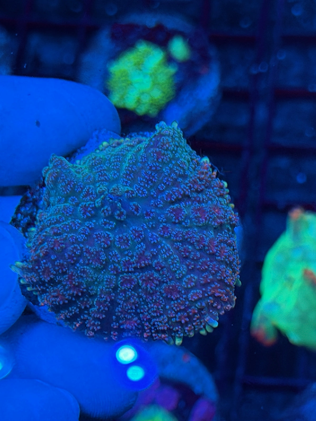 JEA Ghouls N Goblins Mushroom Coral 9/21