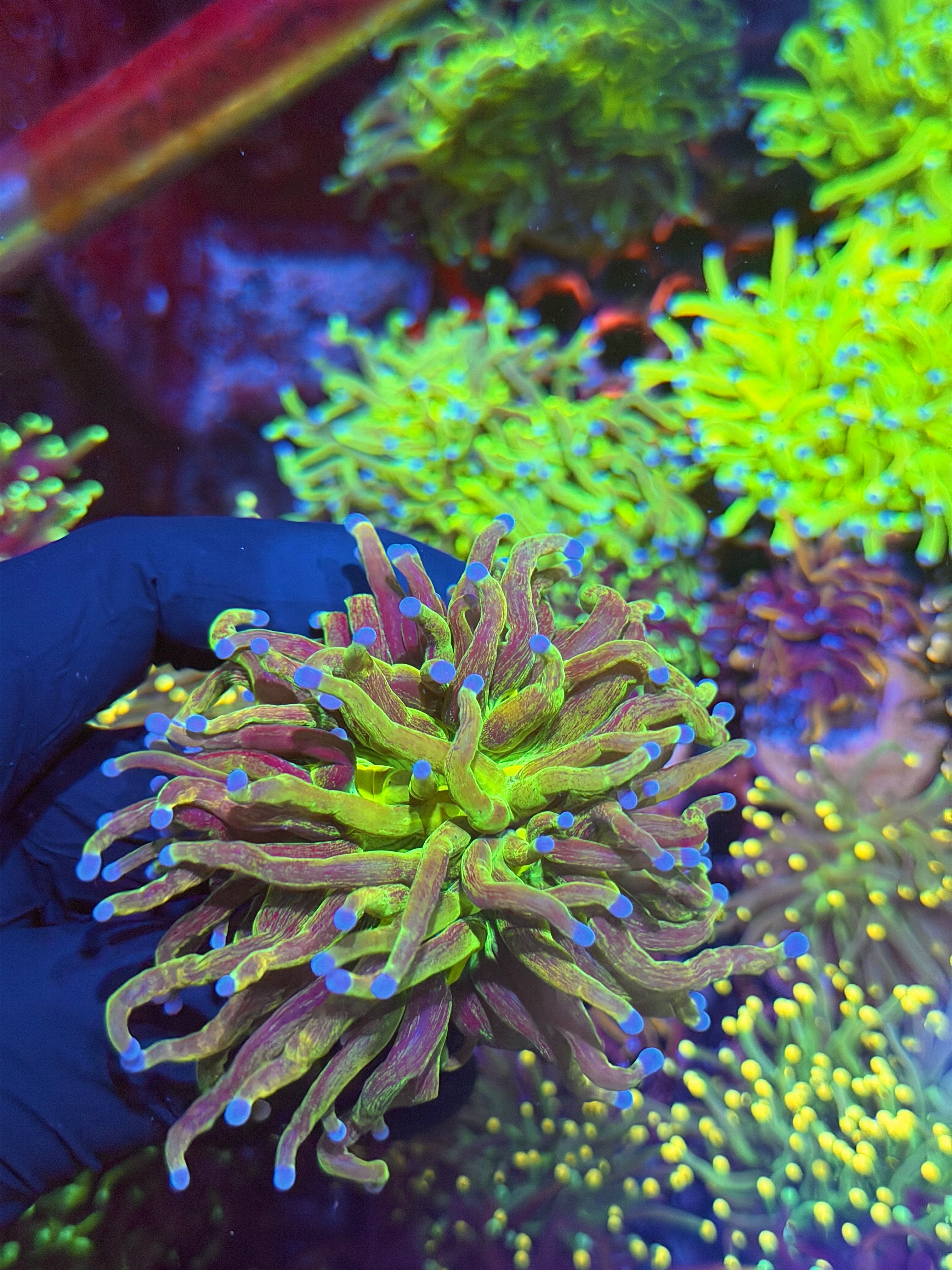 JEA Unique Glitter Holy Grail Torch Coral 1 XXL Head 7/10