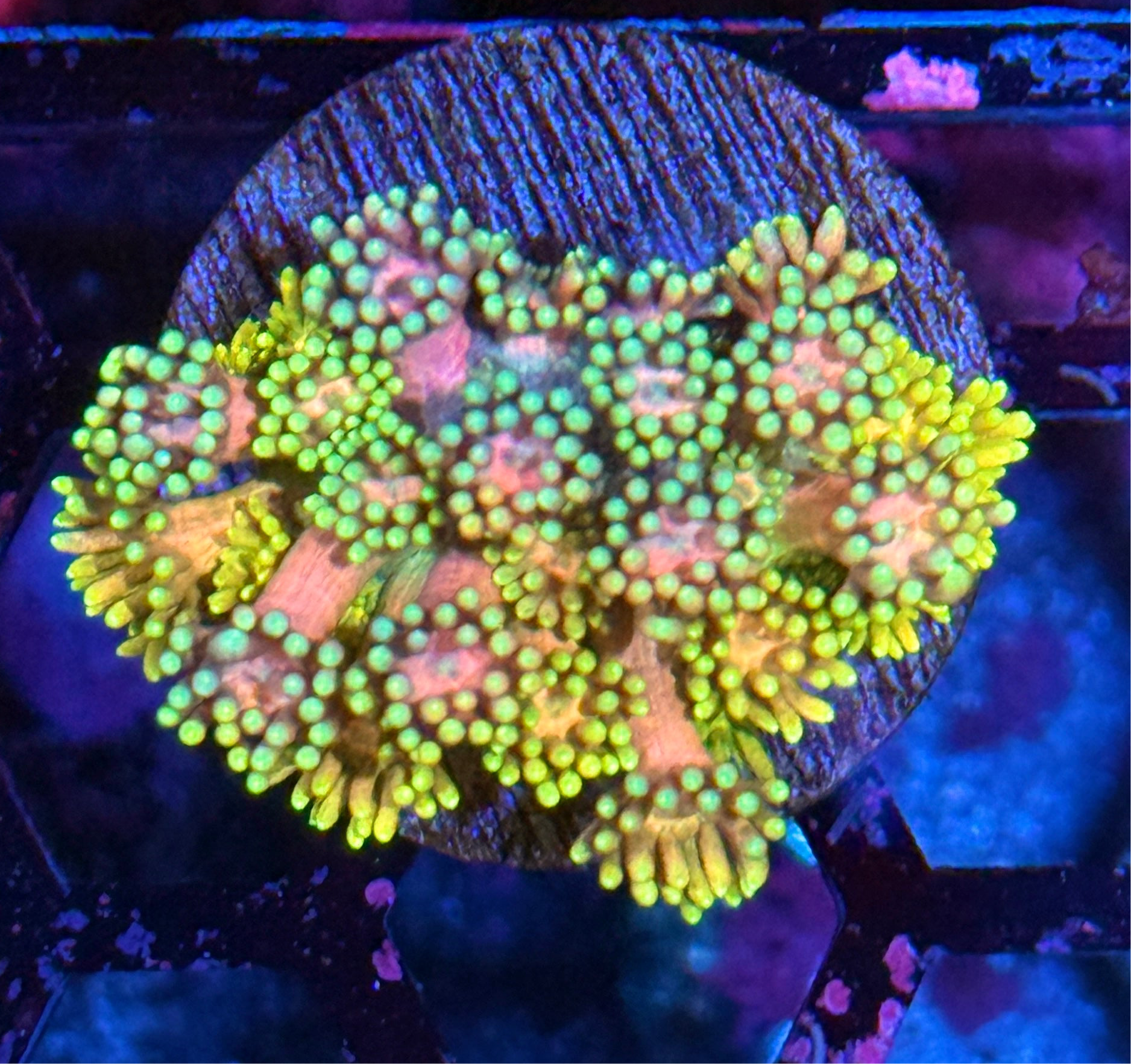 JEA Strawberry Marshmallow Goniopora Coral