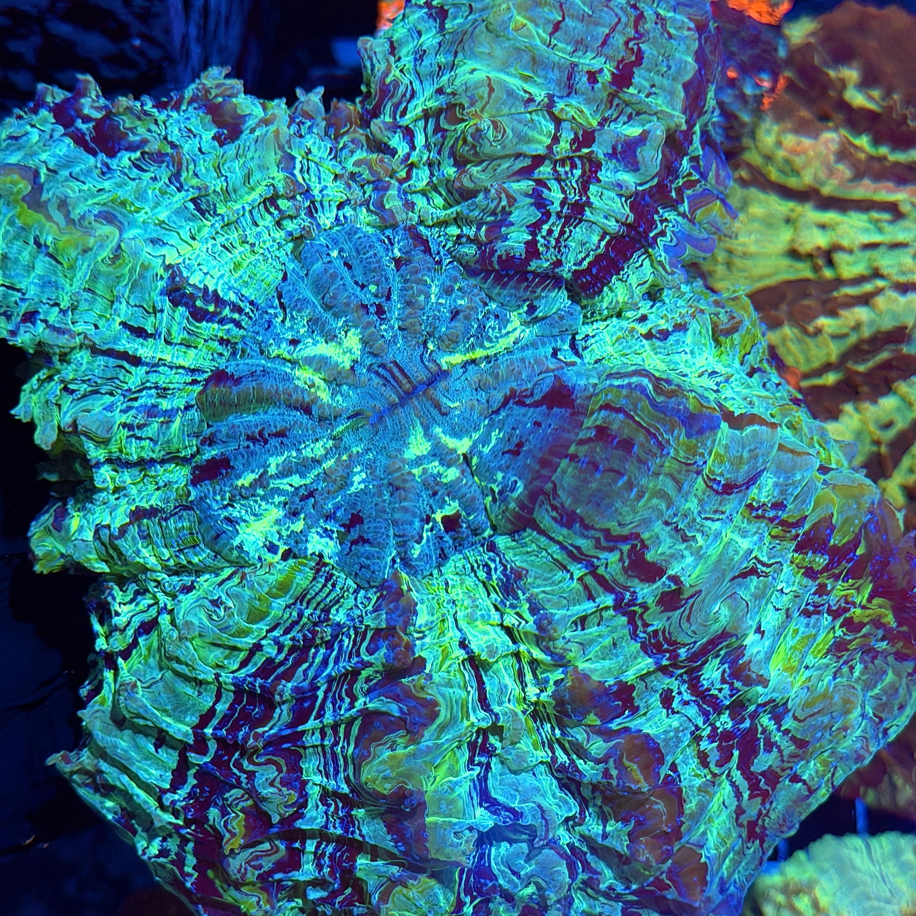 Insane Striped Multicolor Acanthophyllia Meat Coral XXL 6/4