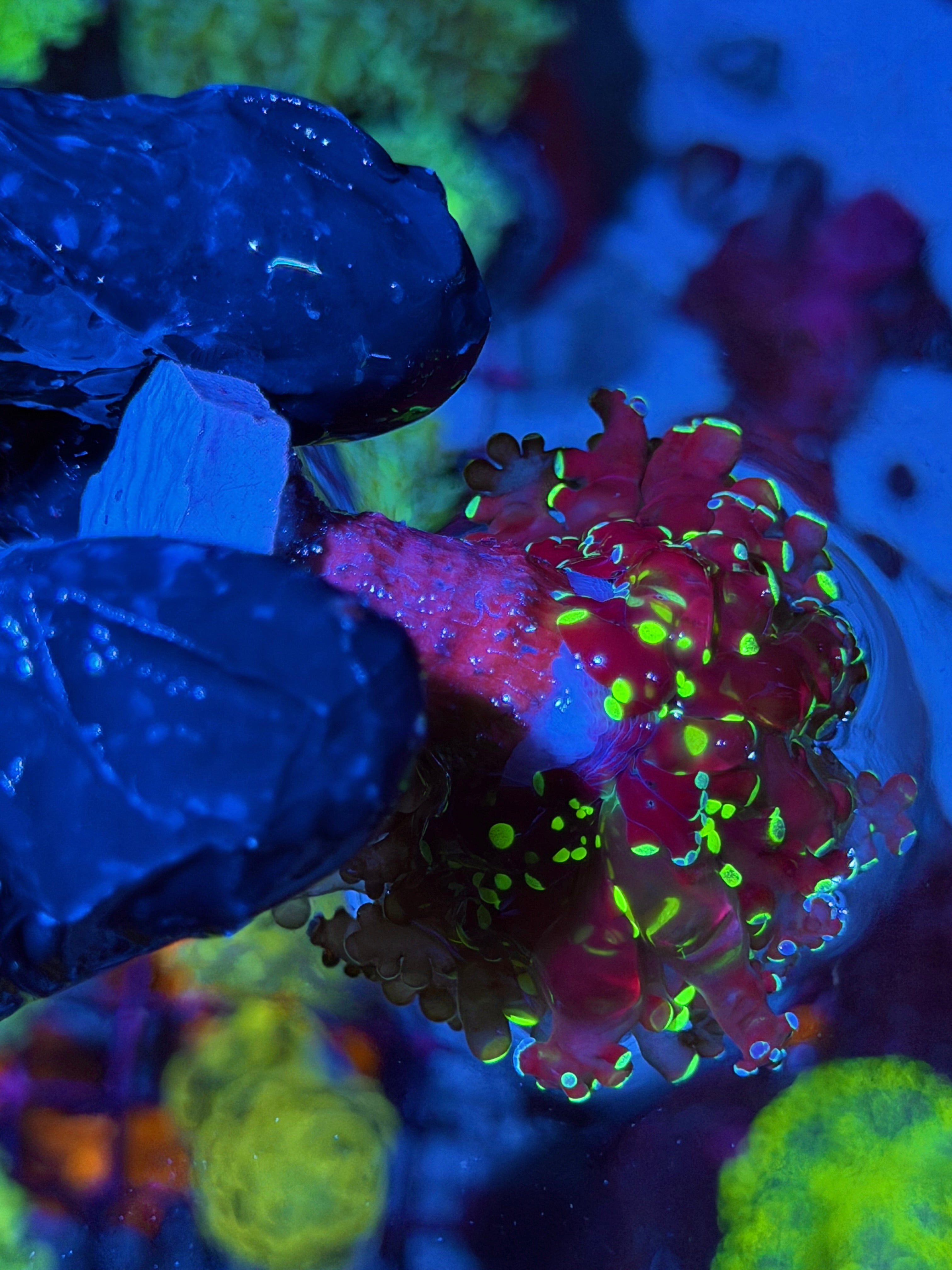 JEA Splatter Frogspawn Coral 1 XL Head