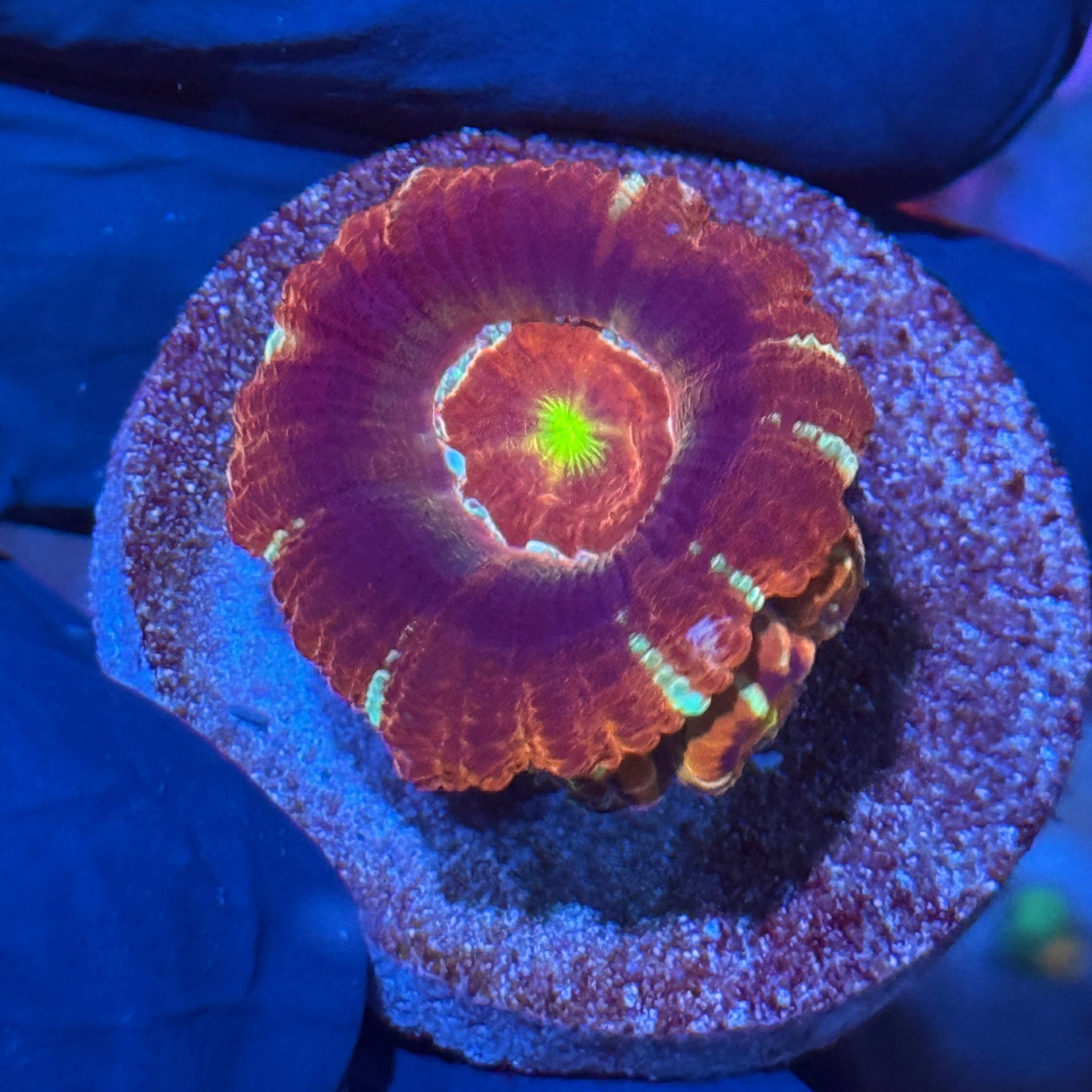 JEA Evil Eye Asian Acans Coral 4 Heads