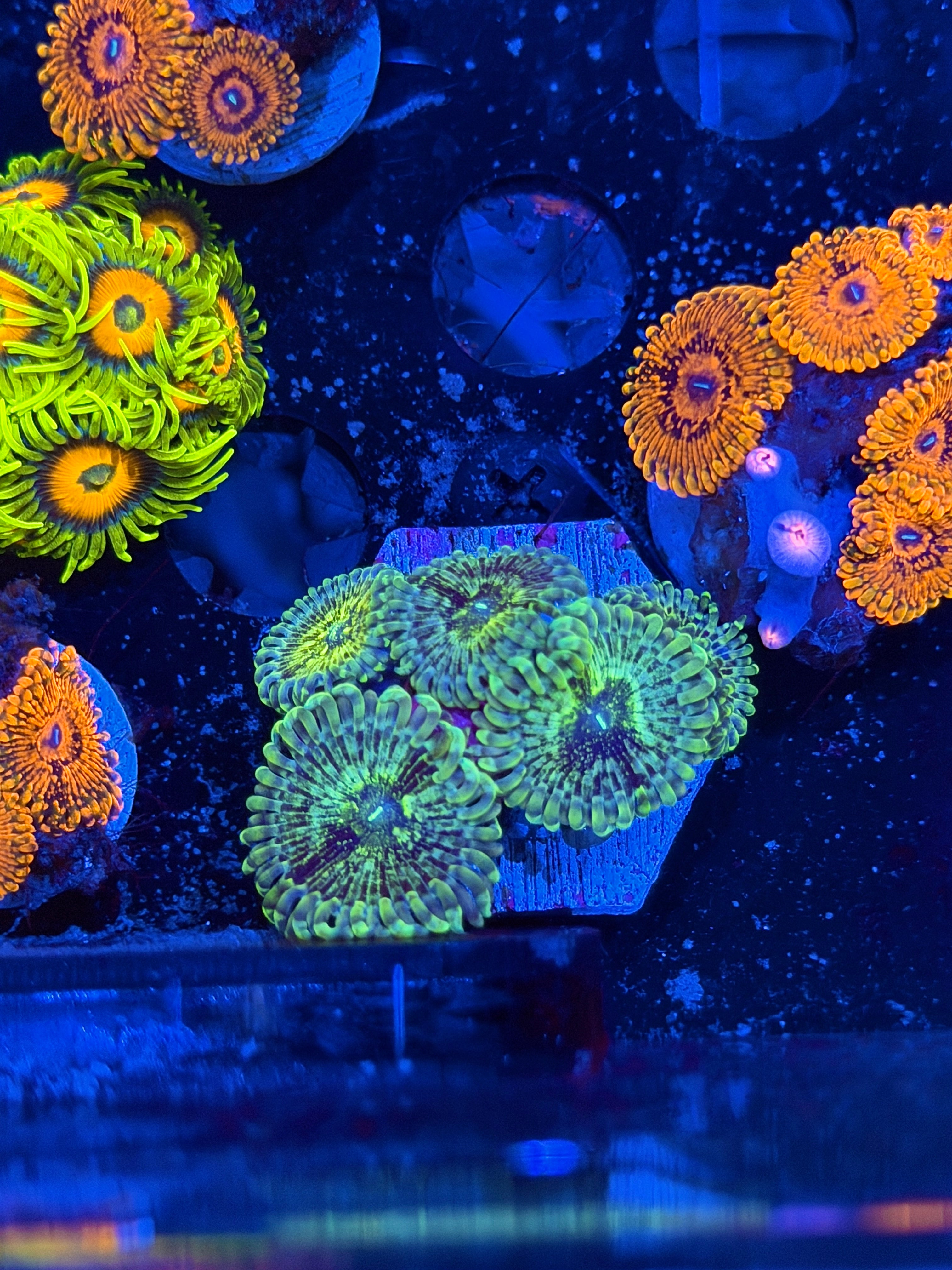 JEA OG Milky Way Zoanthid Coral 5 XL Polyps