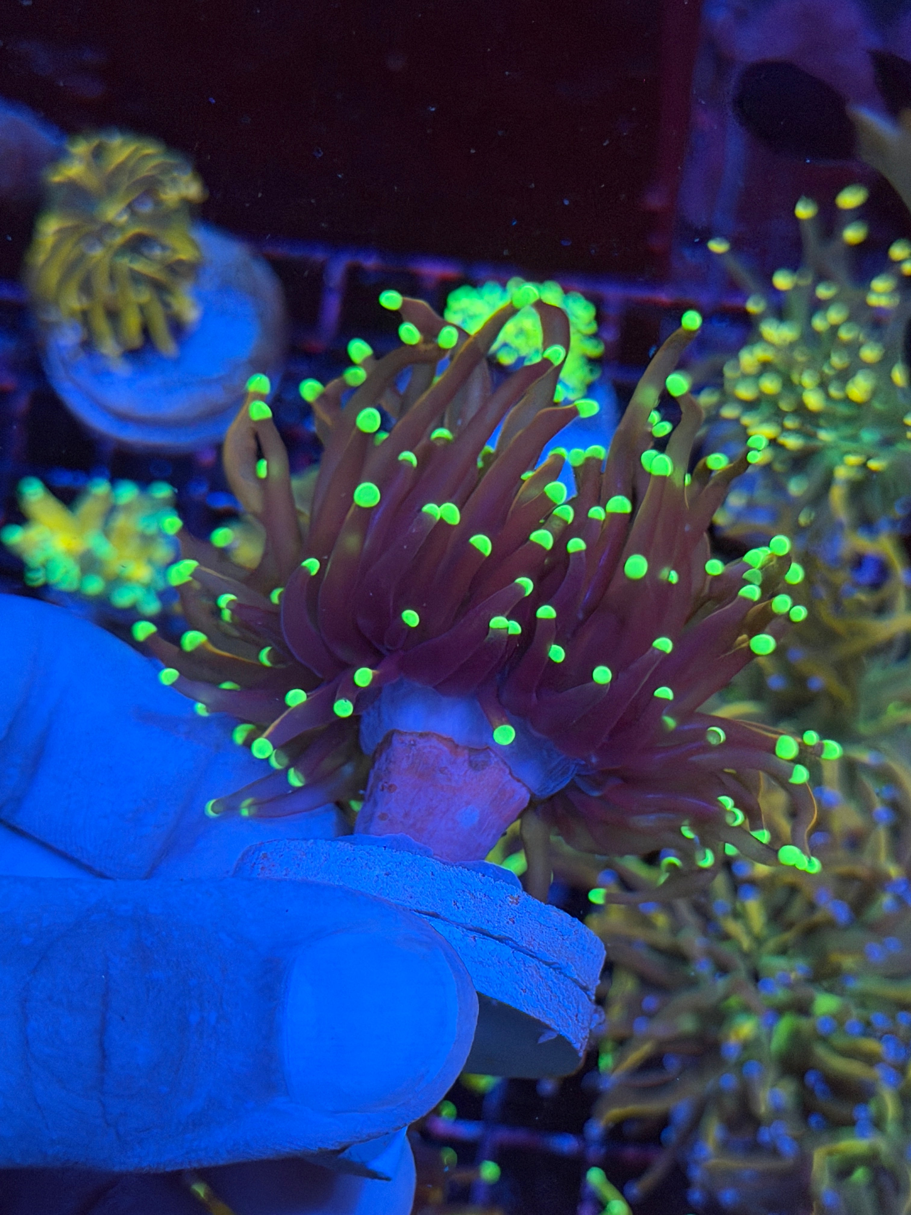 JEA Jester Torch Coral 1 Head XL