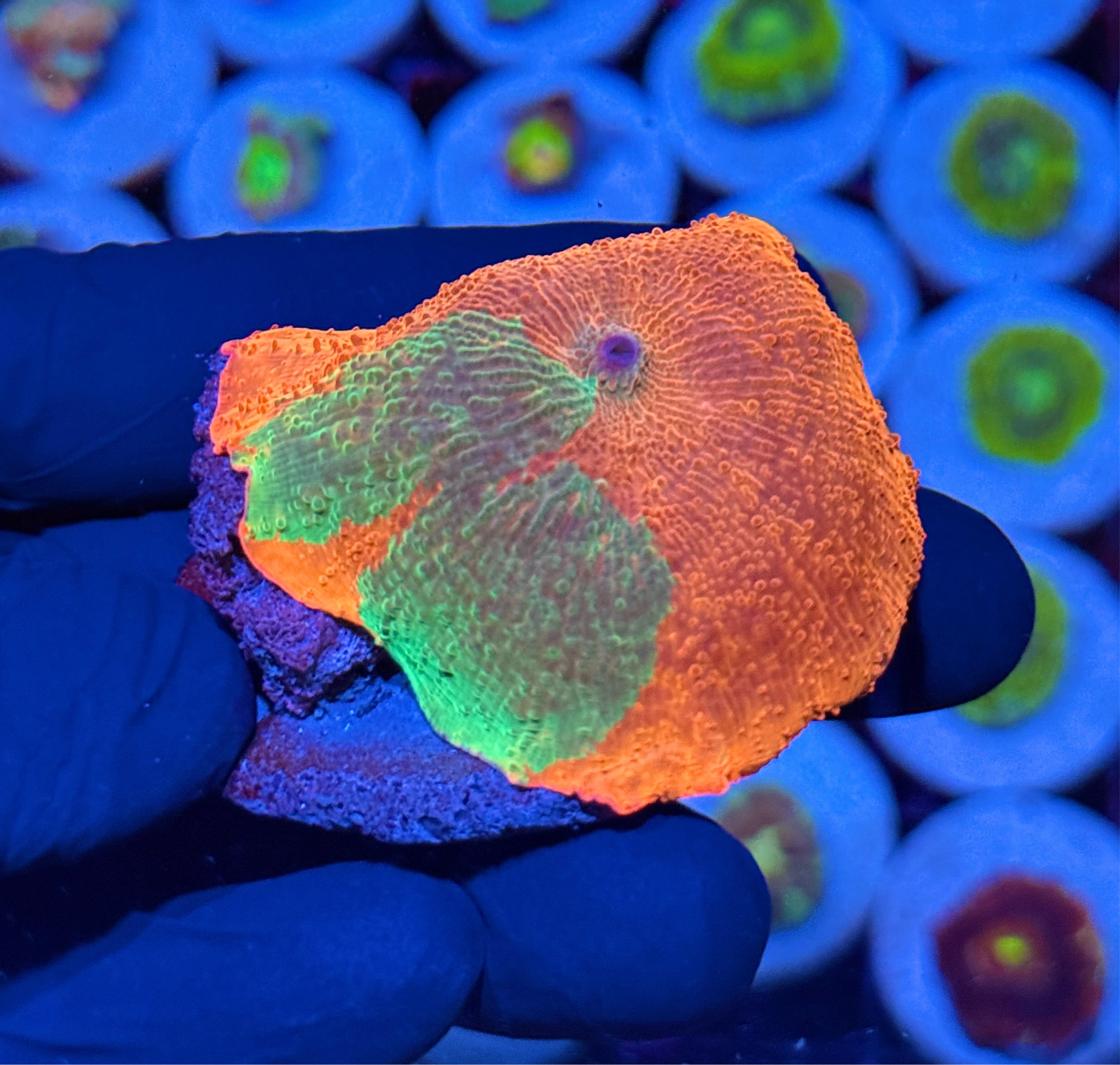 JEA Candy Crush Mushroom Coral XXL Palm Sized