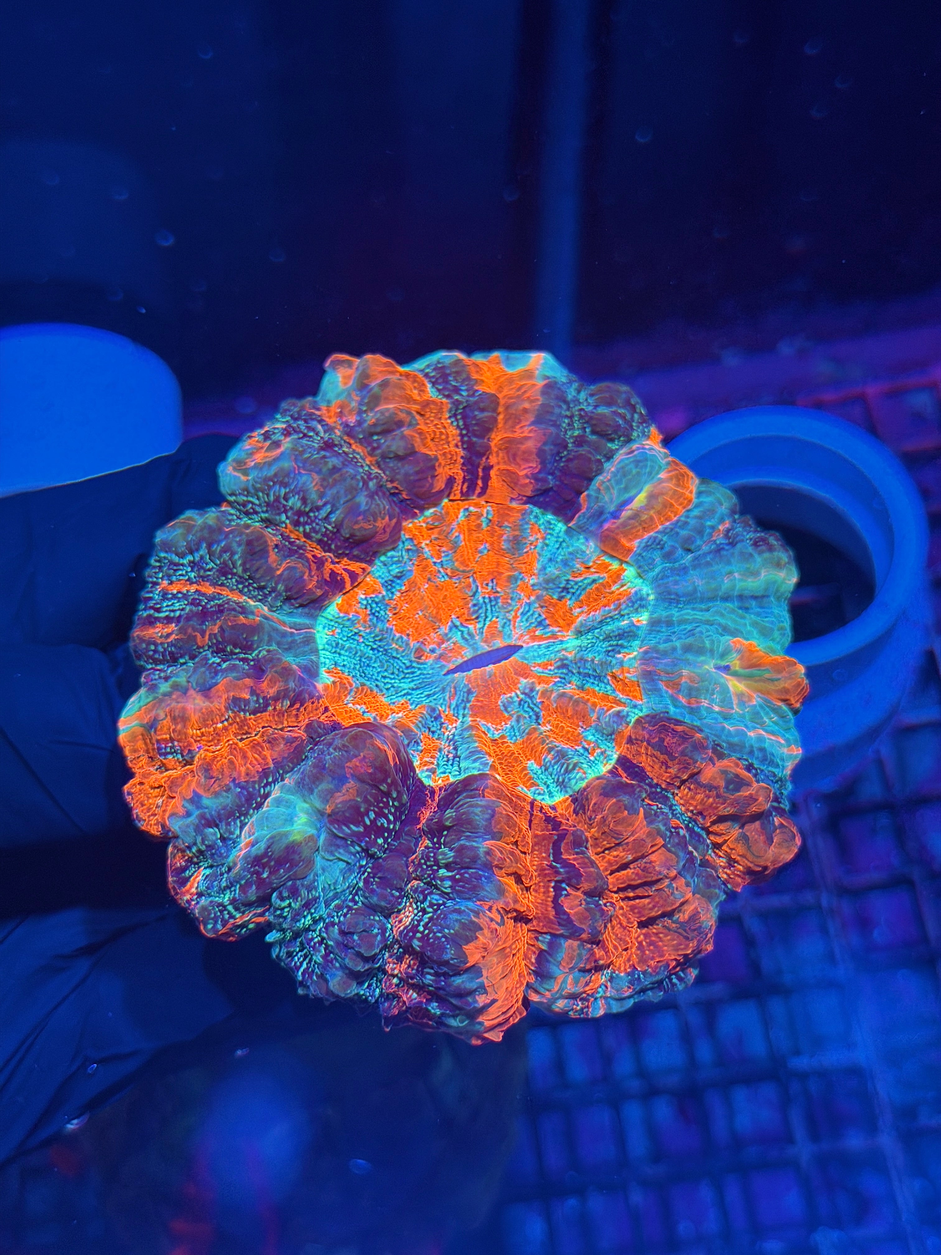 Insane Striped Acanthophyllia Meat Coral XL
