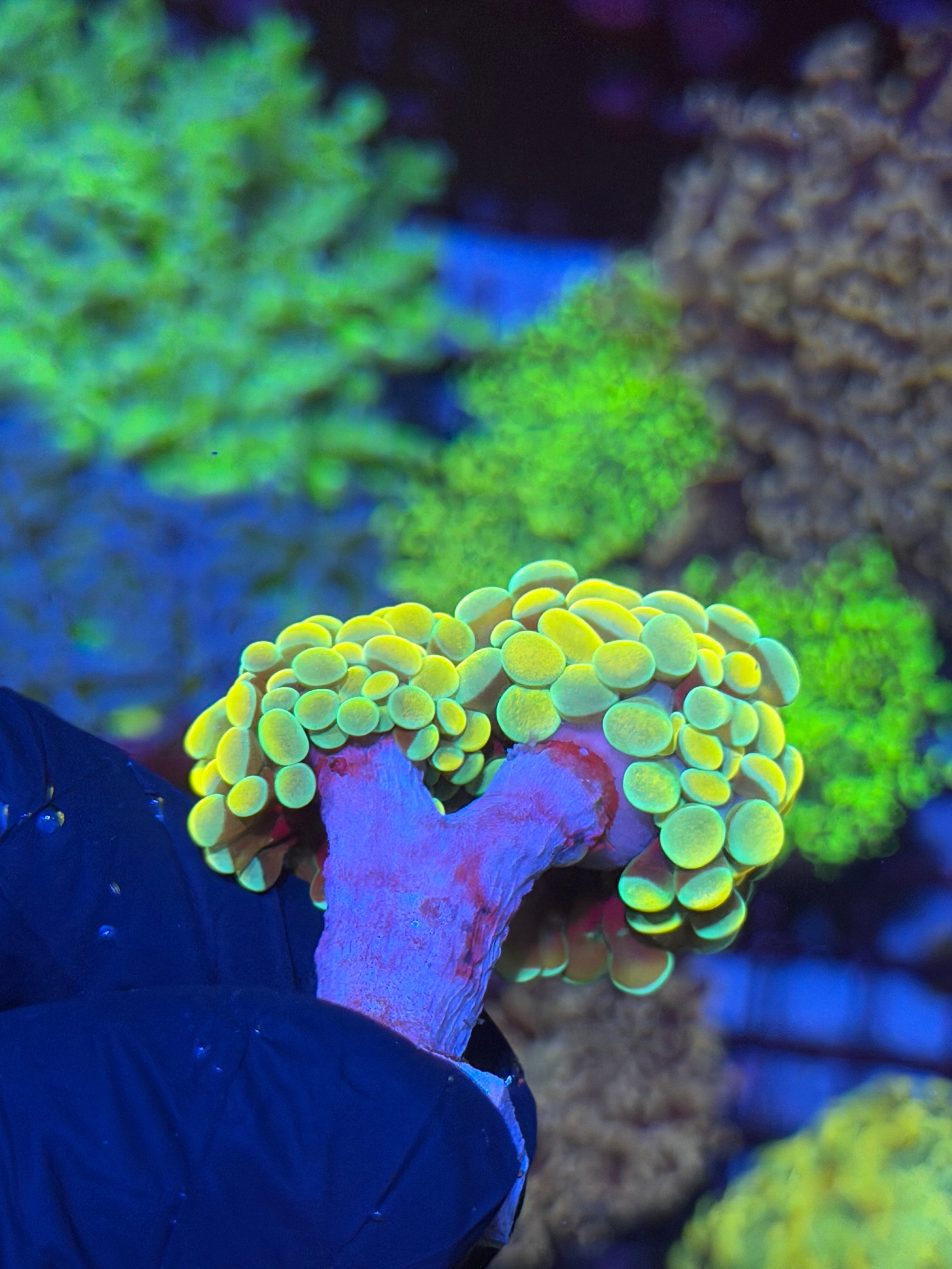 JEA Jellybean Hammer Coral 2 Heads XL 6/4