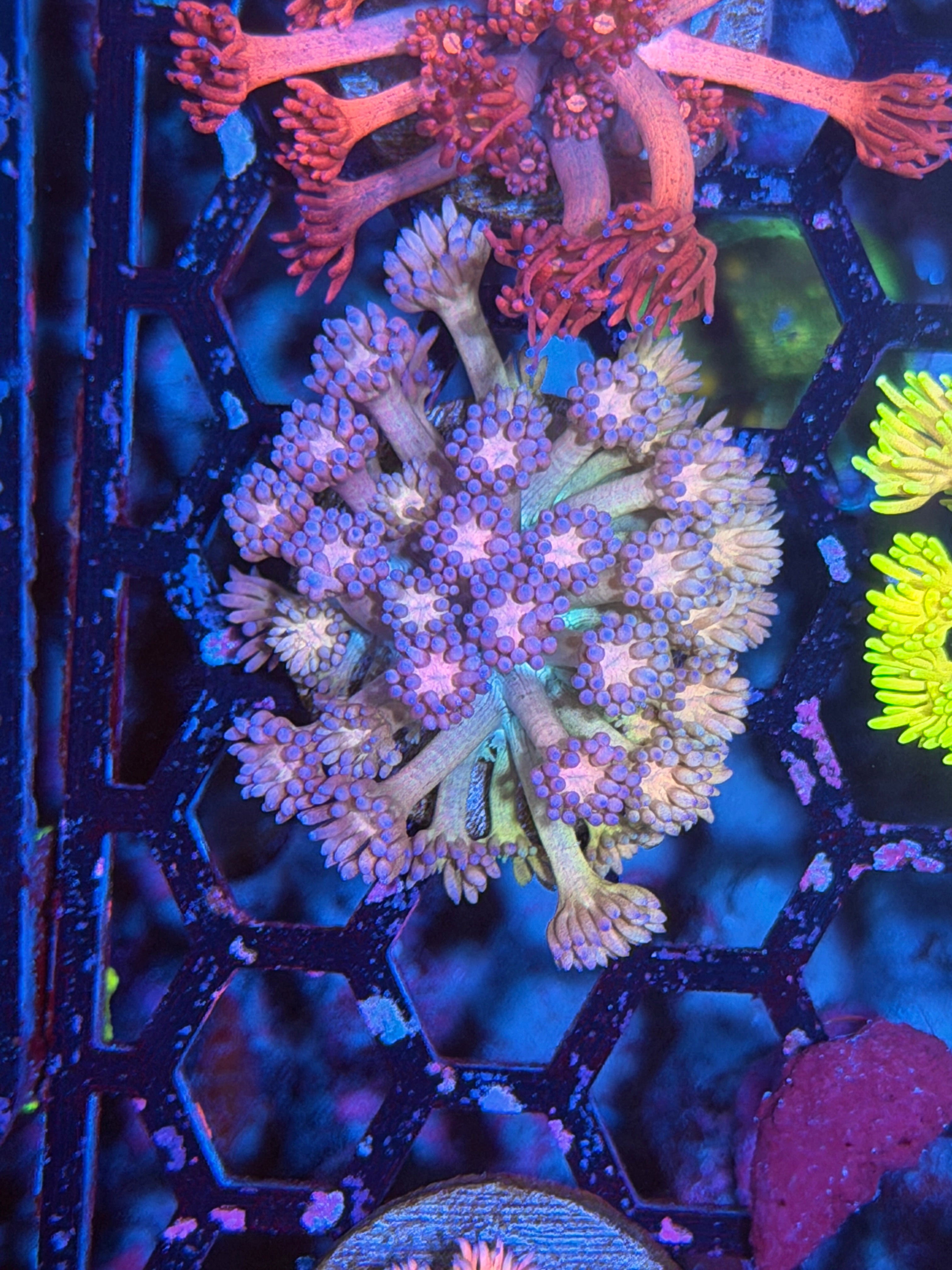 JEA Rainbow Lollipop Goniopora