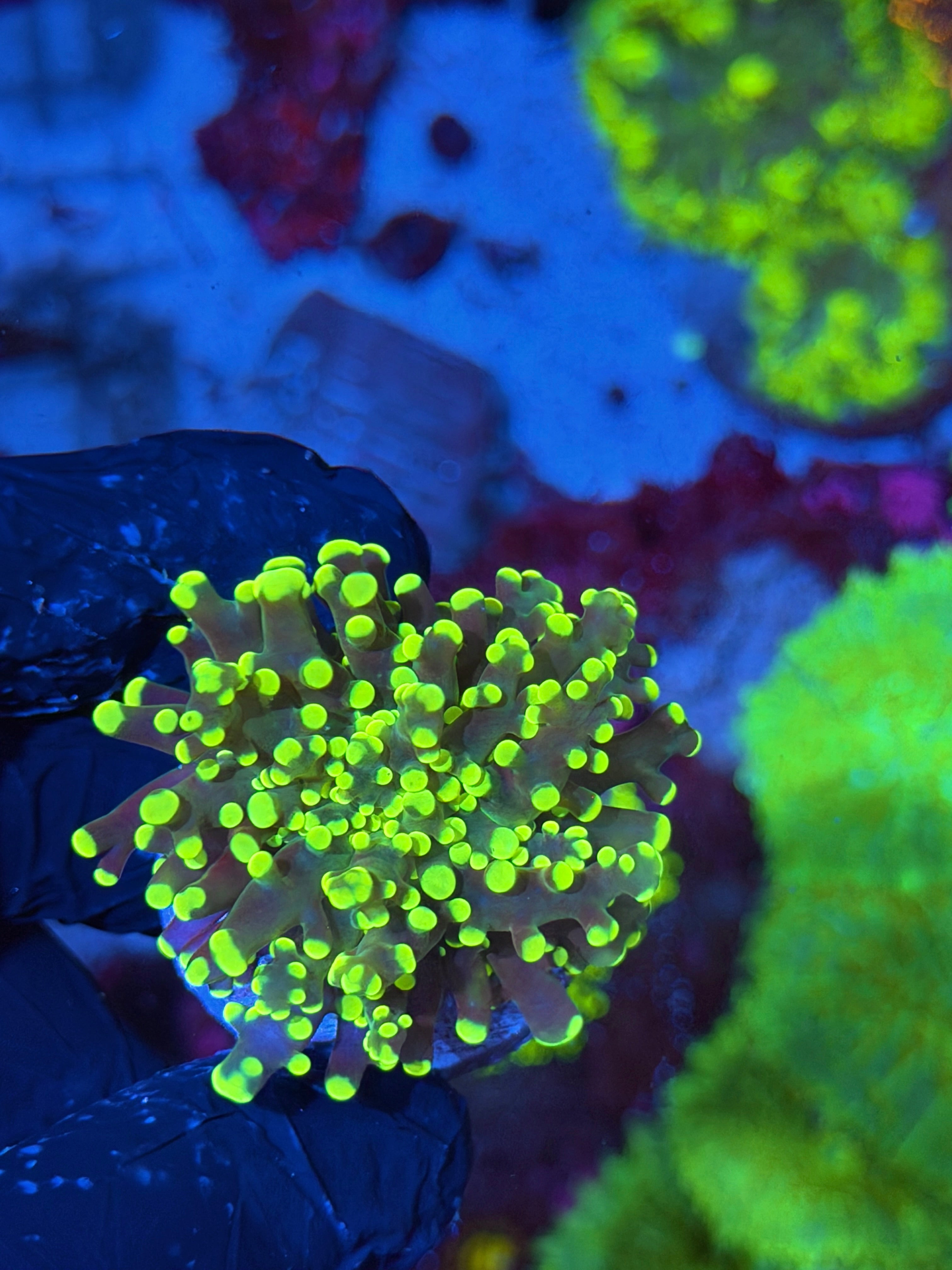 JEA Yellow Toxic Frogspawn Coral 1 XL Head