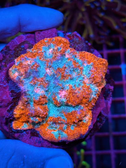 JEA Fire & Ice Chalice Coral Colony XXL