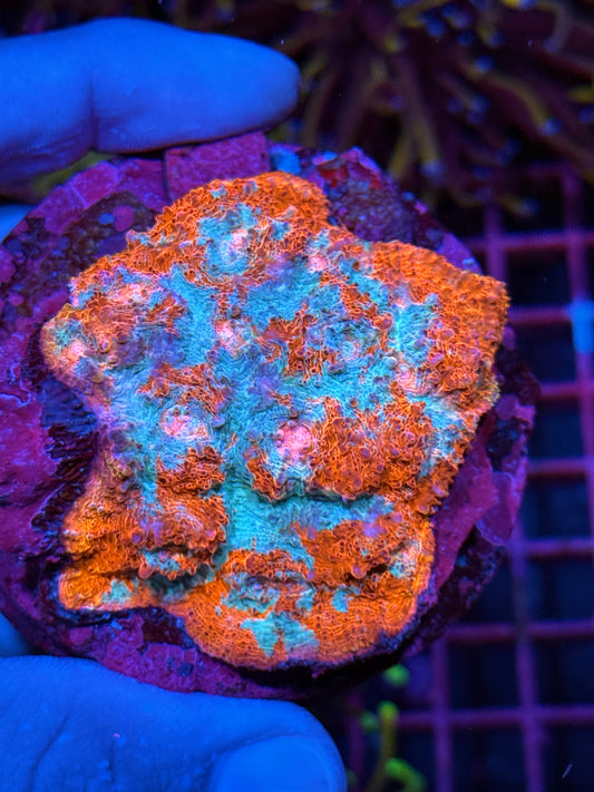 JEA Fire & Ice Chalice Coral Colony XXL