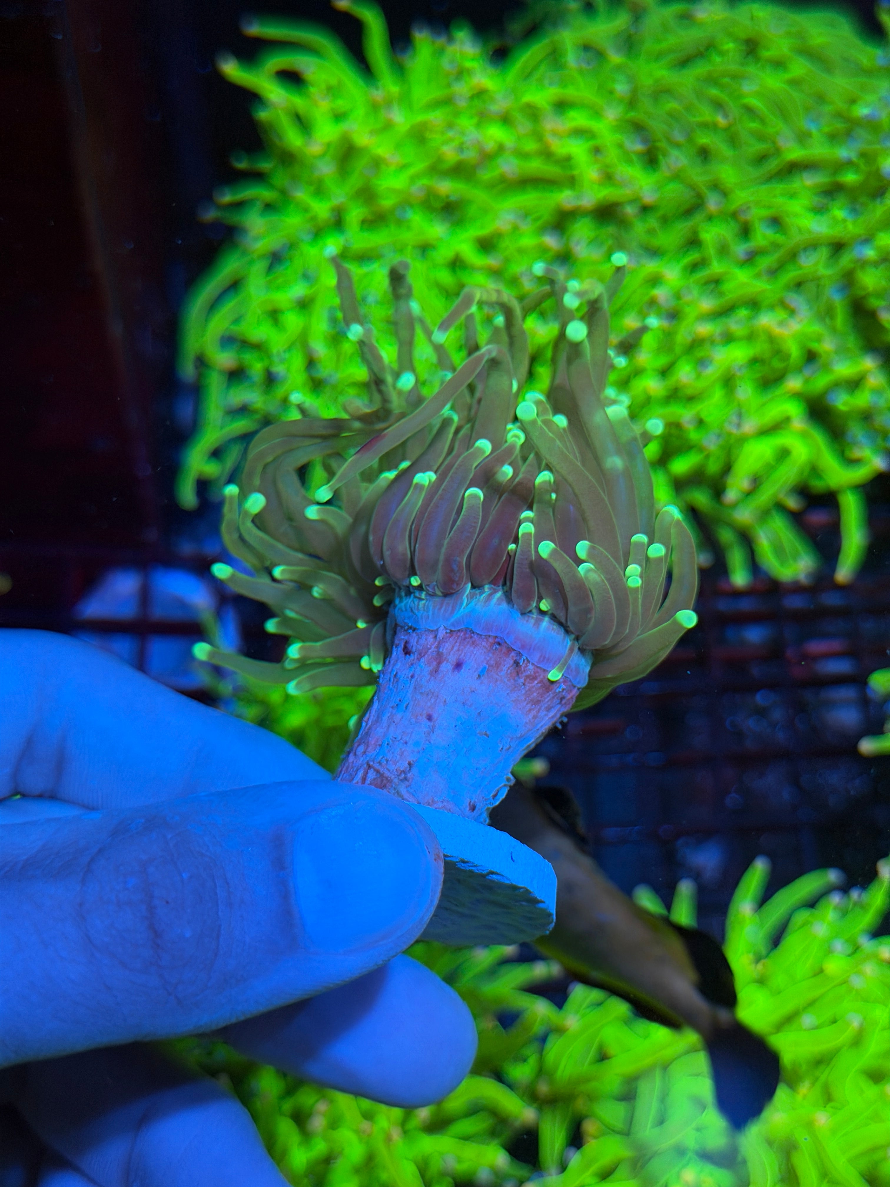 JEA 21 Tails Torch Coral 1 XL Head 9/6