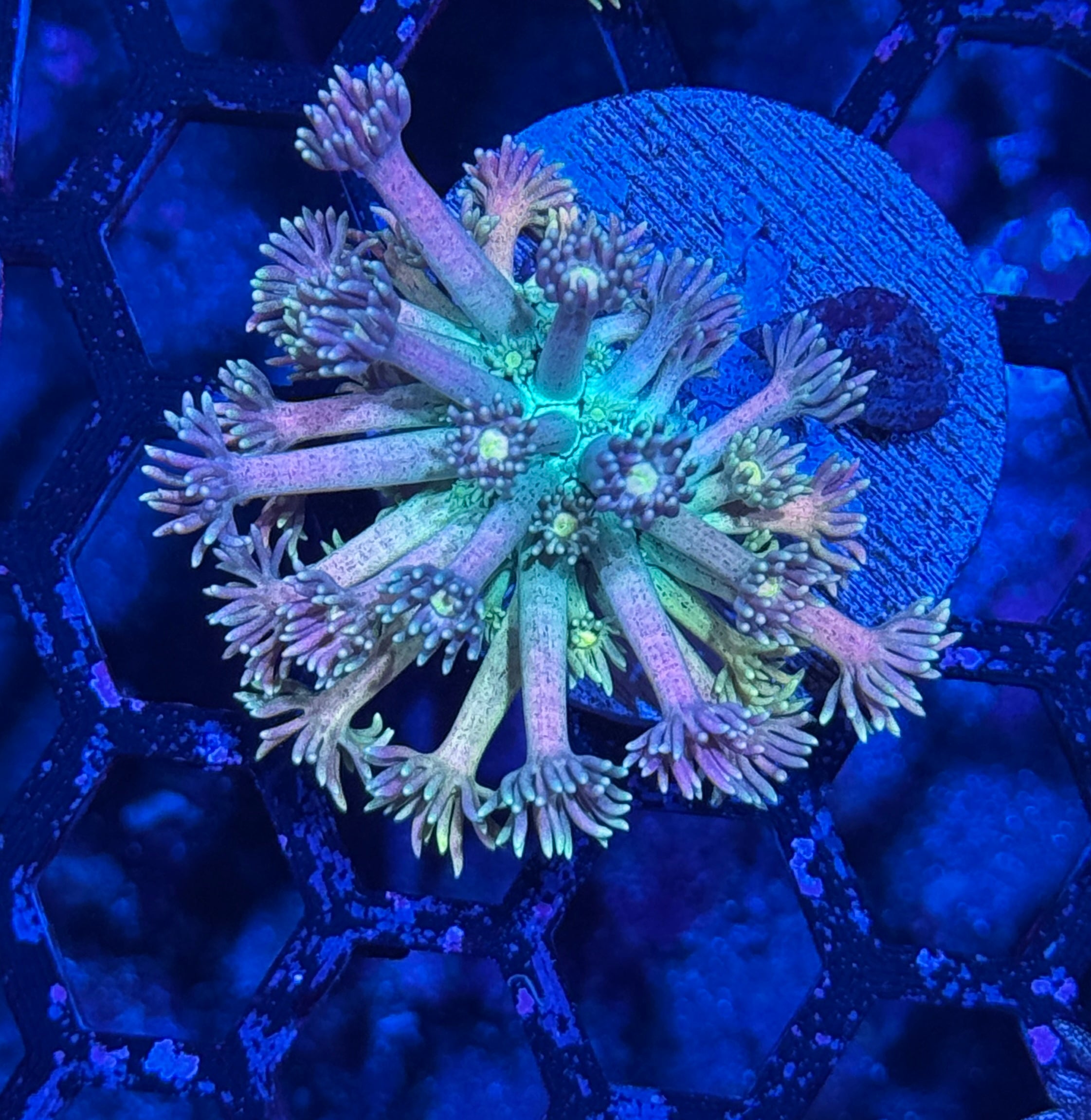 JEA Pixie Stix Goniopora Coral Insanely Bright
