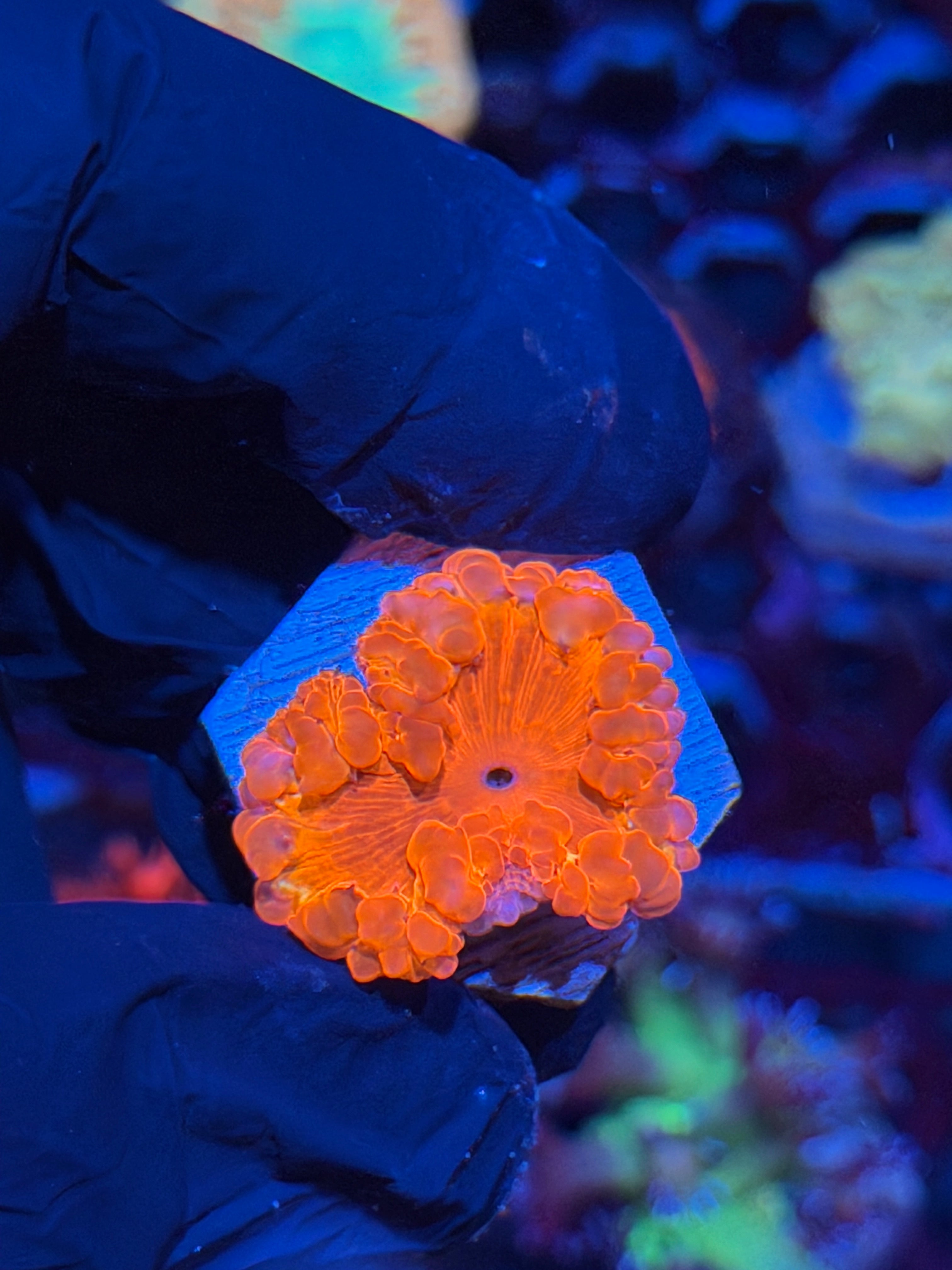 JEA Crimson Devil Blastomussa Coral *New Release* 7/22