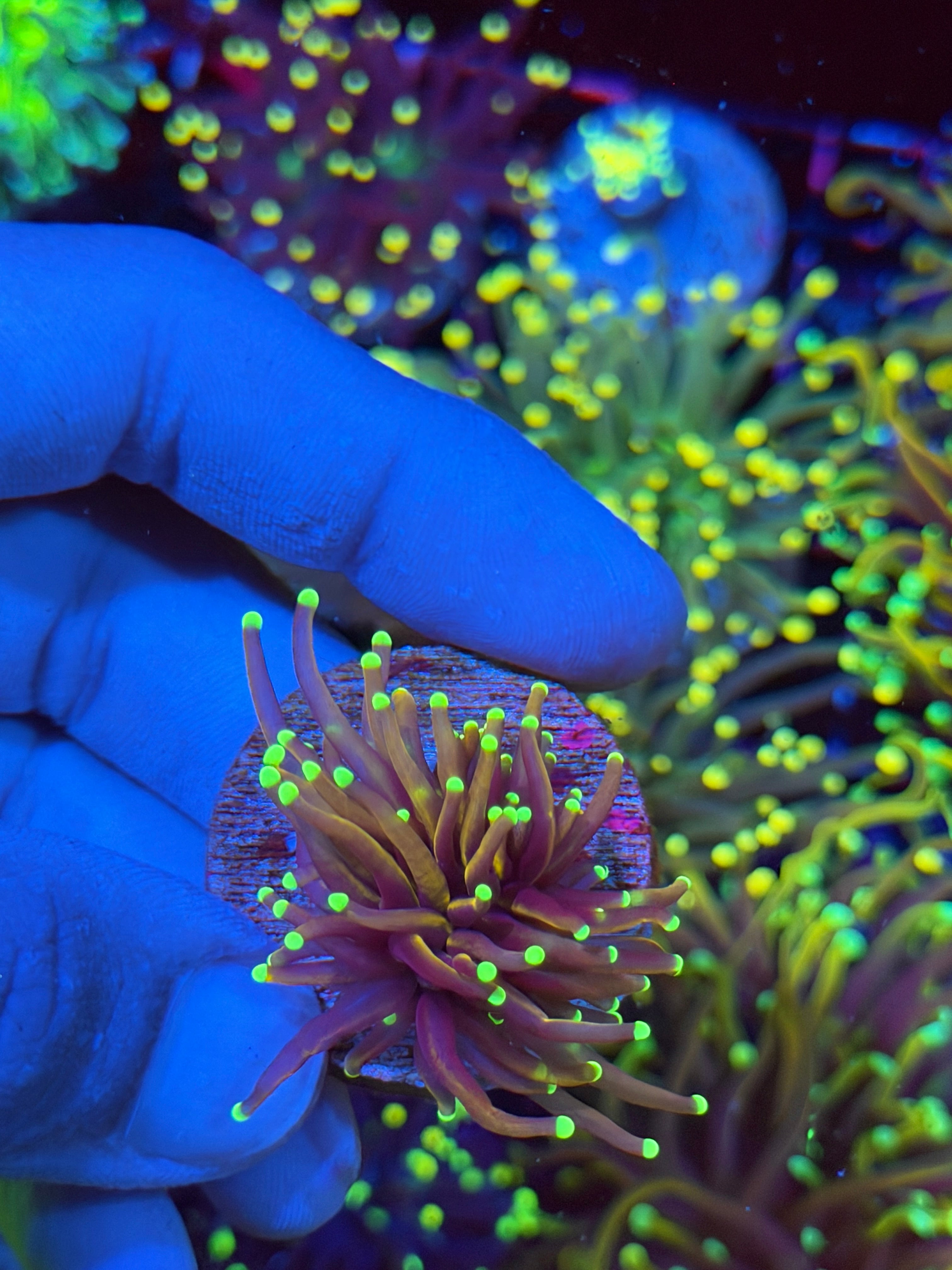 JEA Jester Torch Coral 1 Head XL