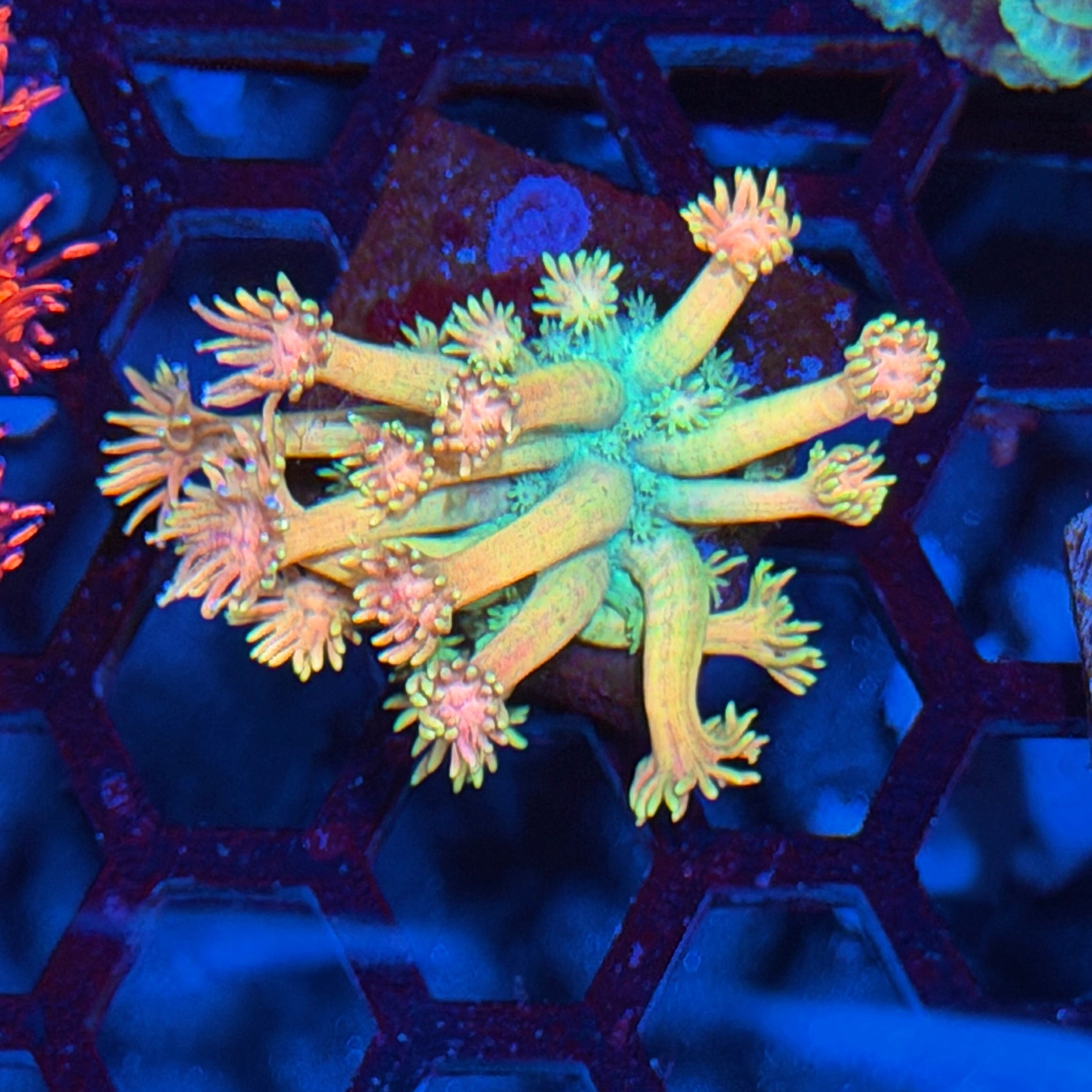 Jay's Exotic Corals