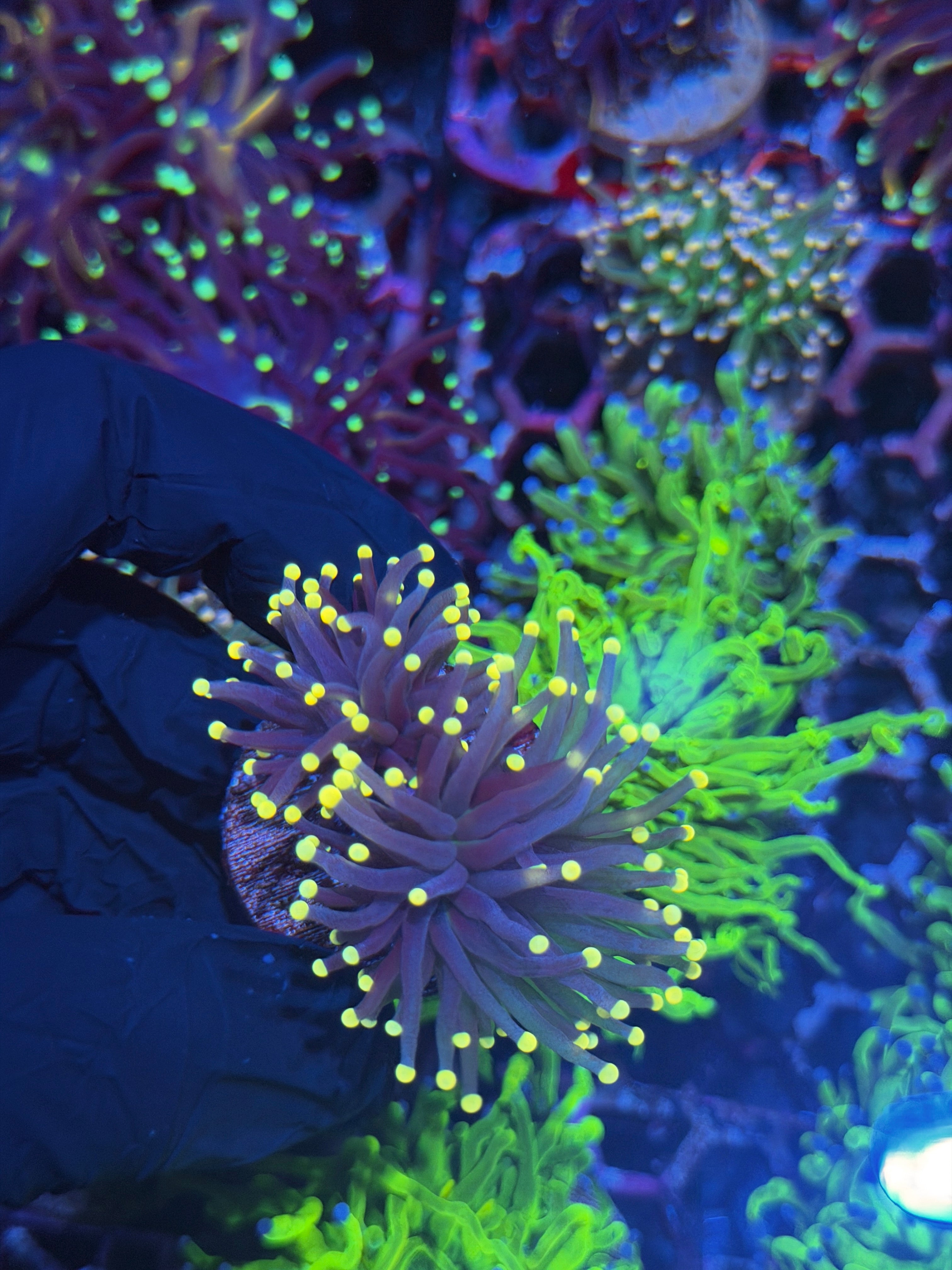 JEA Glowstick Torch Coral 2 Heads *New Release* 8/1