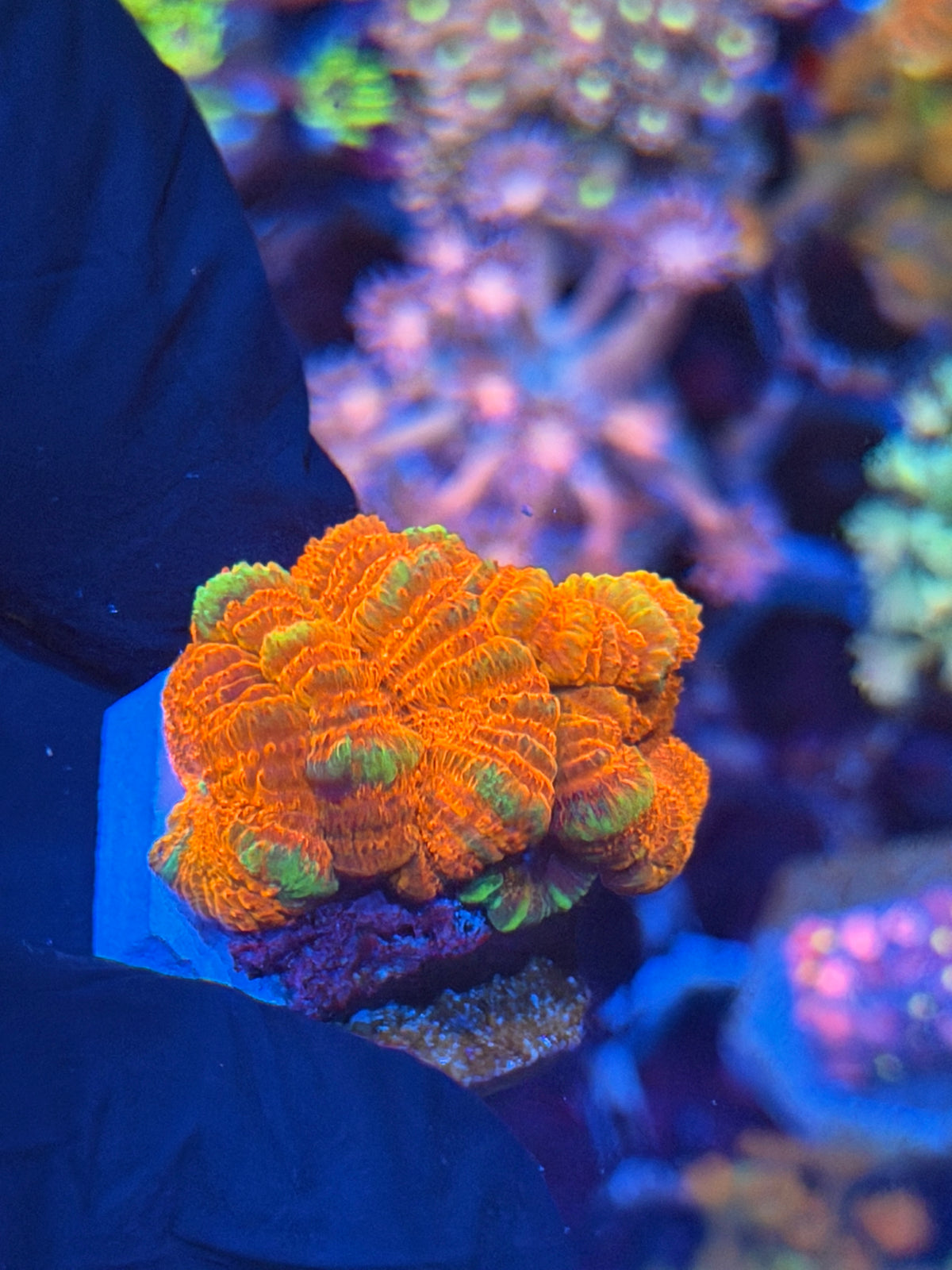 JEA Katana Asian Acans 4 Heads XL 9/27