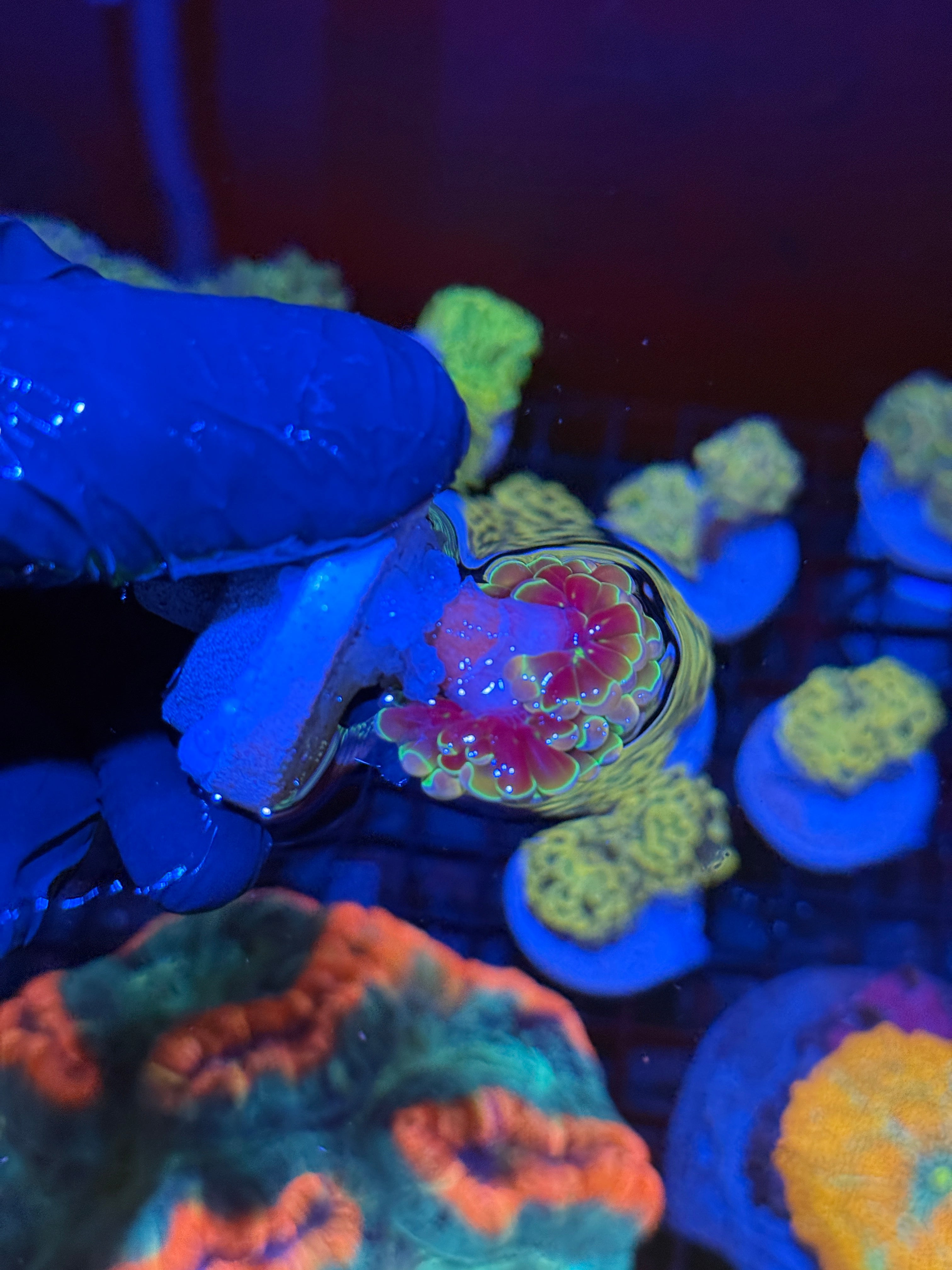 KDR Rainbow Hammer Coral 1 Head