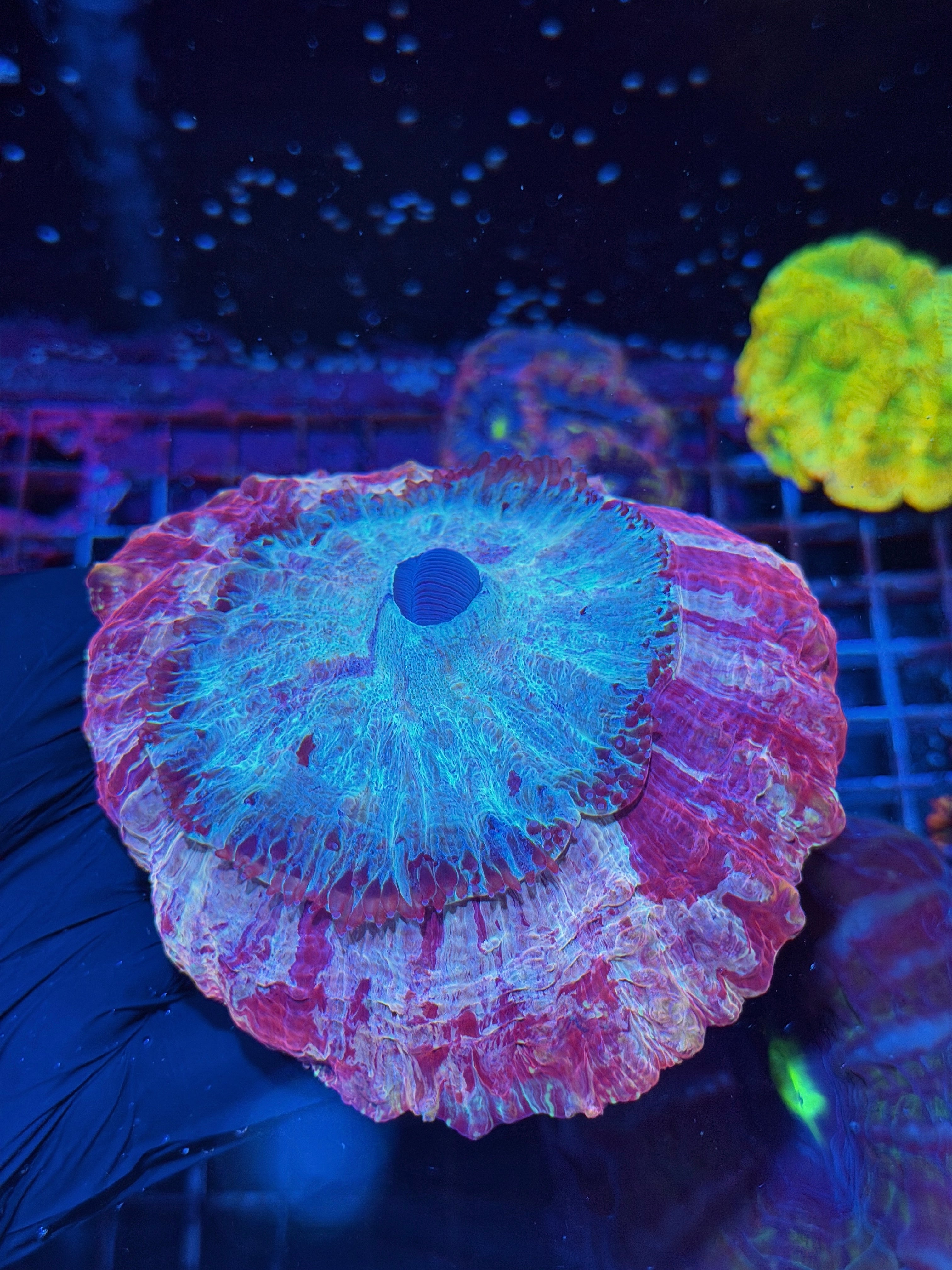 Striped Multicolor Acanthophyllia Meat Coral XL