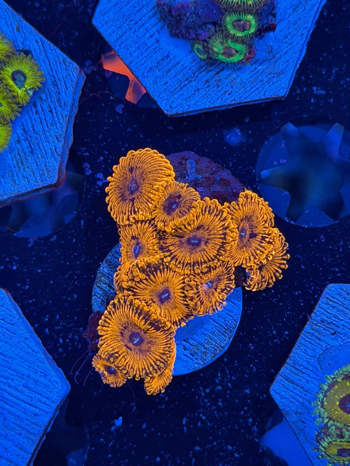 JEA Darth Maul Zoanthid Coral 12 Polyps 10/10