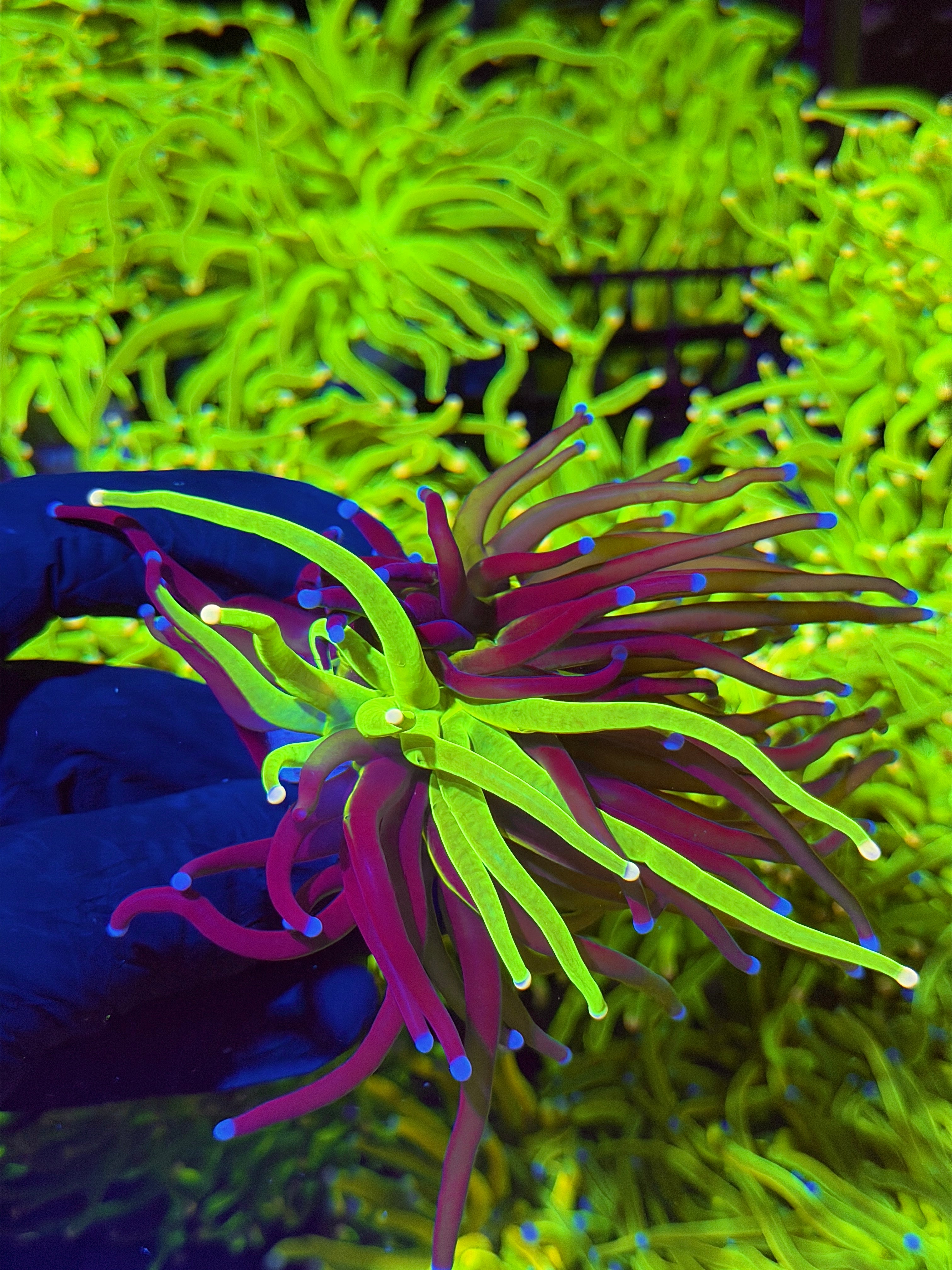 JEA Grafted Holy Grail Torch Coral 1 XL Head Rare