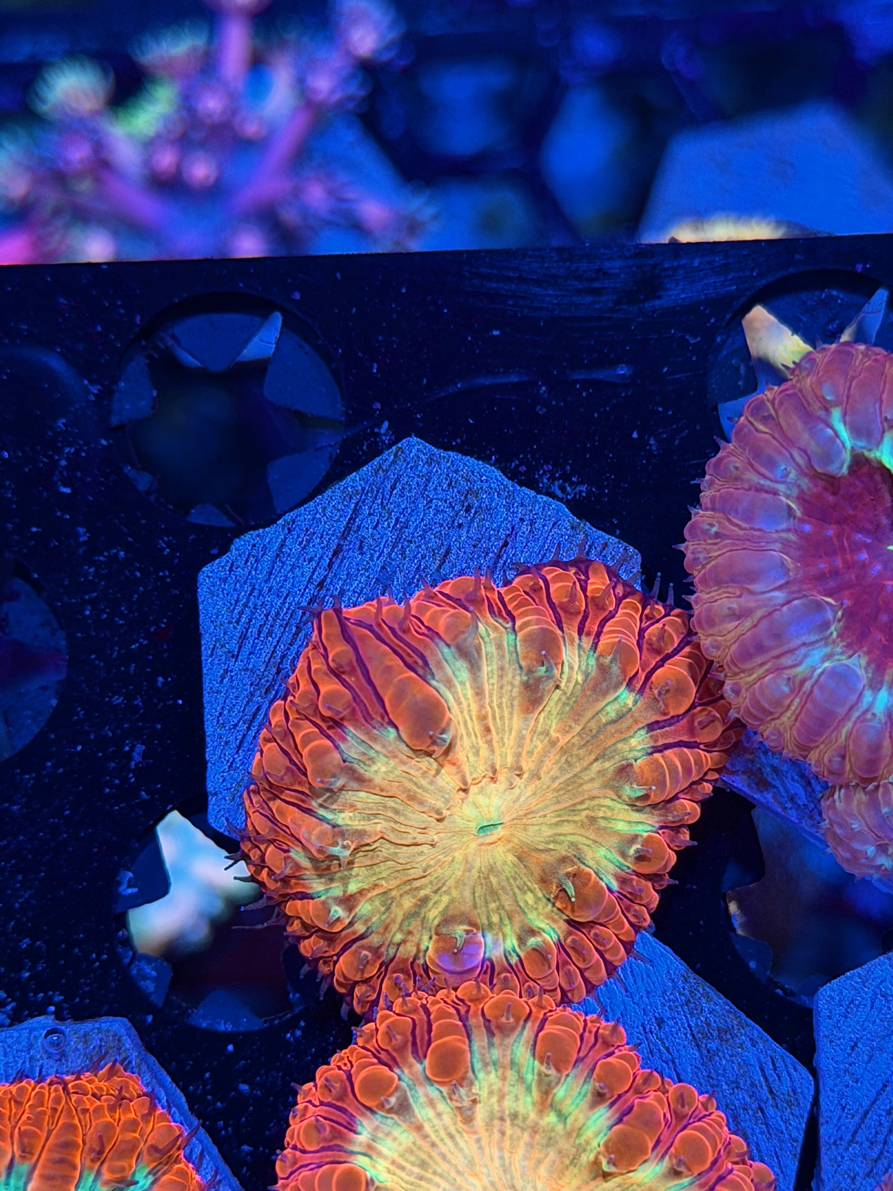 JEA Bloodlust Blastomussa Coral *Last Frag Available* 7/22